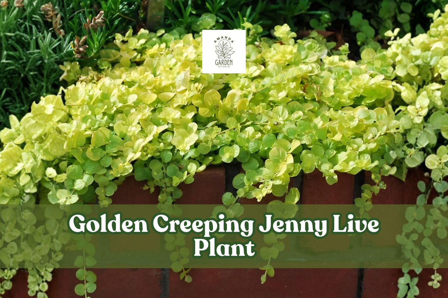 Golden Creeping Jenny Live Plant | Lysimachia Nummularia Aurea Groundcover Starter Plug for Borders, Containers & Hanging Baskets