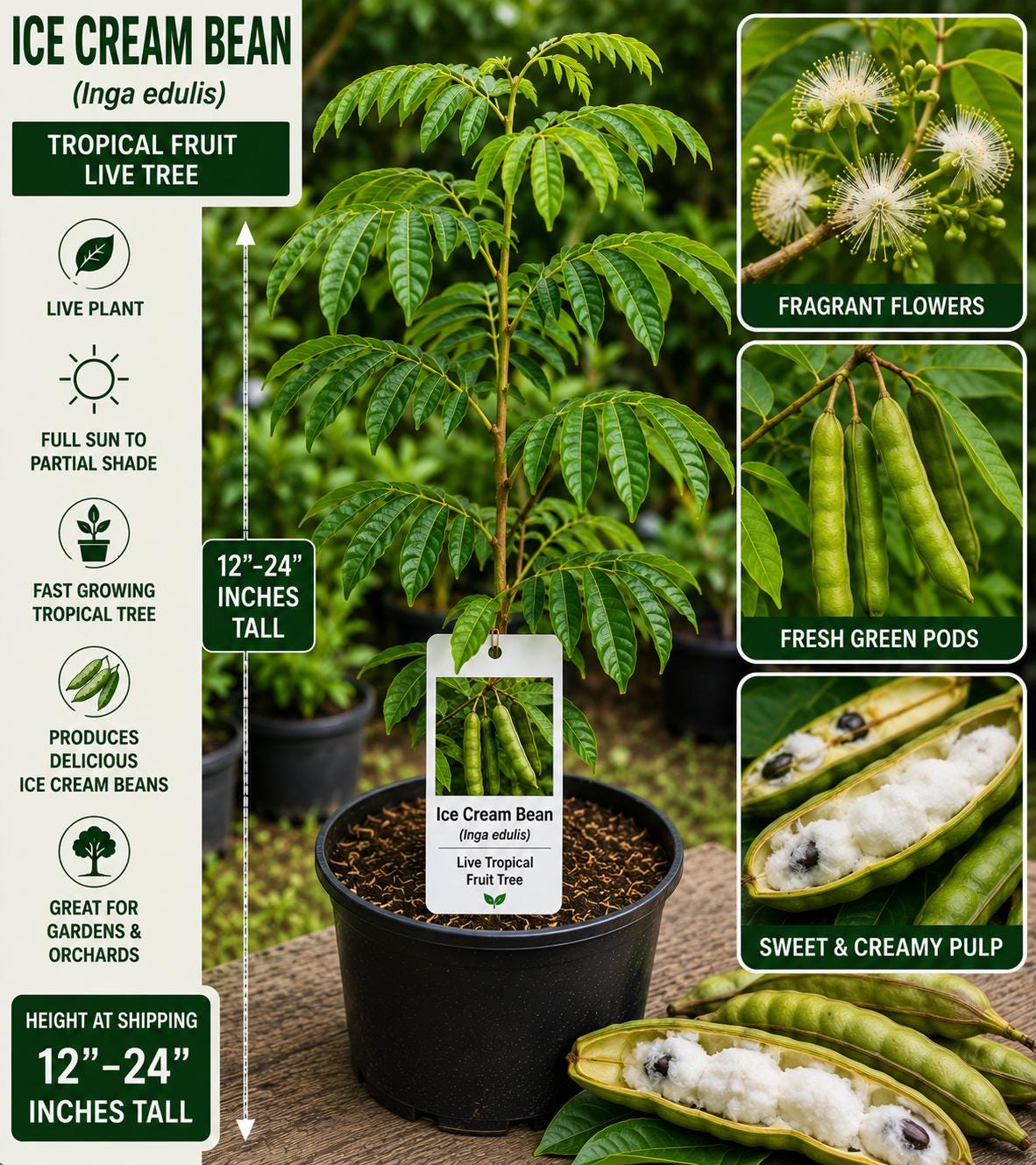 Ice Cream Bean Live Fruit Tree – Inga edulis – Tropical Edible Tree with Green Foliage and Seed Pods