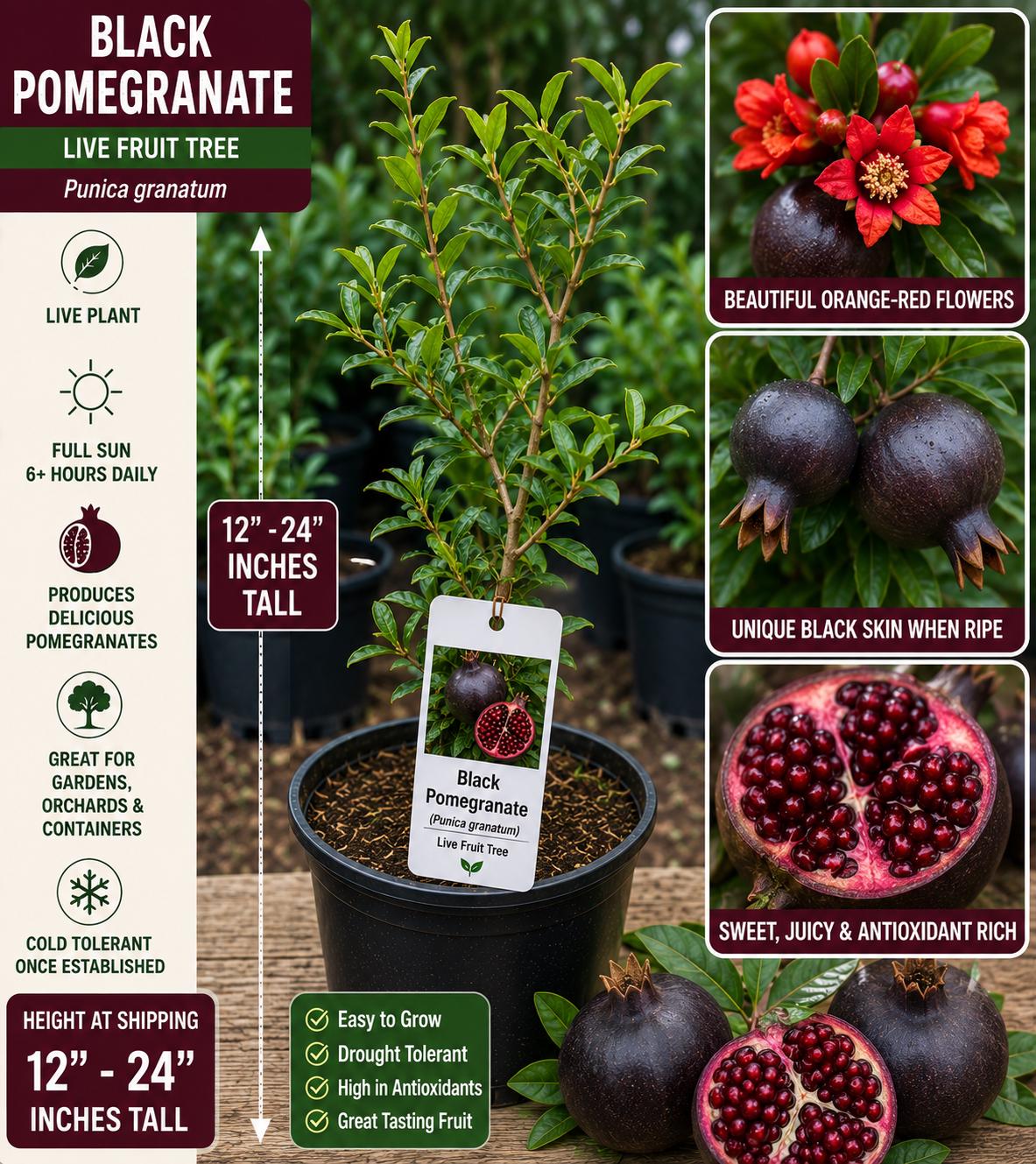 Black Pomegranate Live Fruit Tree – Punica granatum – 12–24 Inch Starter Plant for Edible Gardens