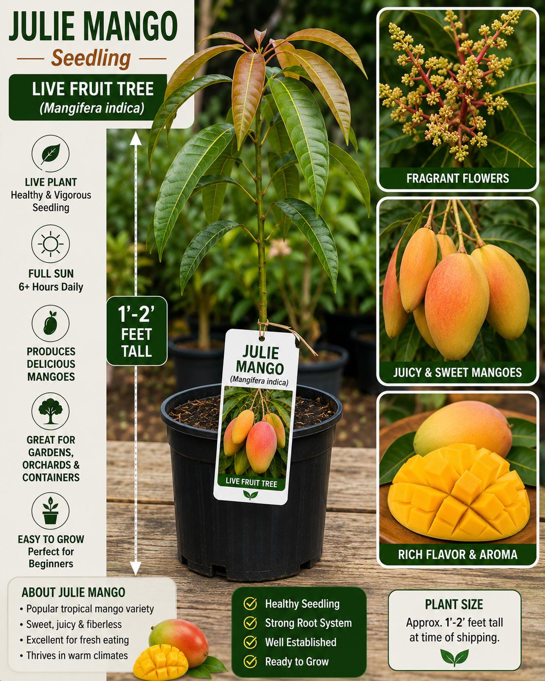 Julie Mango Seedling 1-2 Feet Tall | Mangifera indica | Tropical Fruit Tree | Edible Landscape Plant