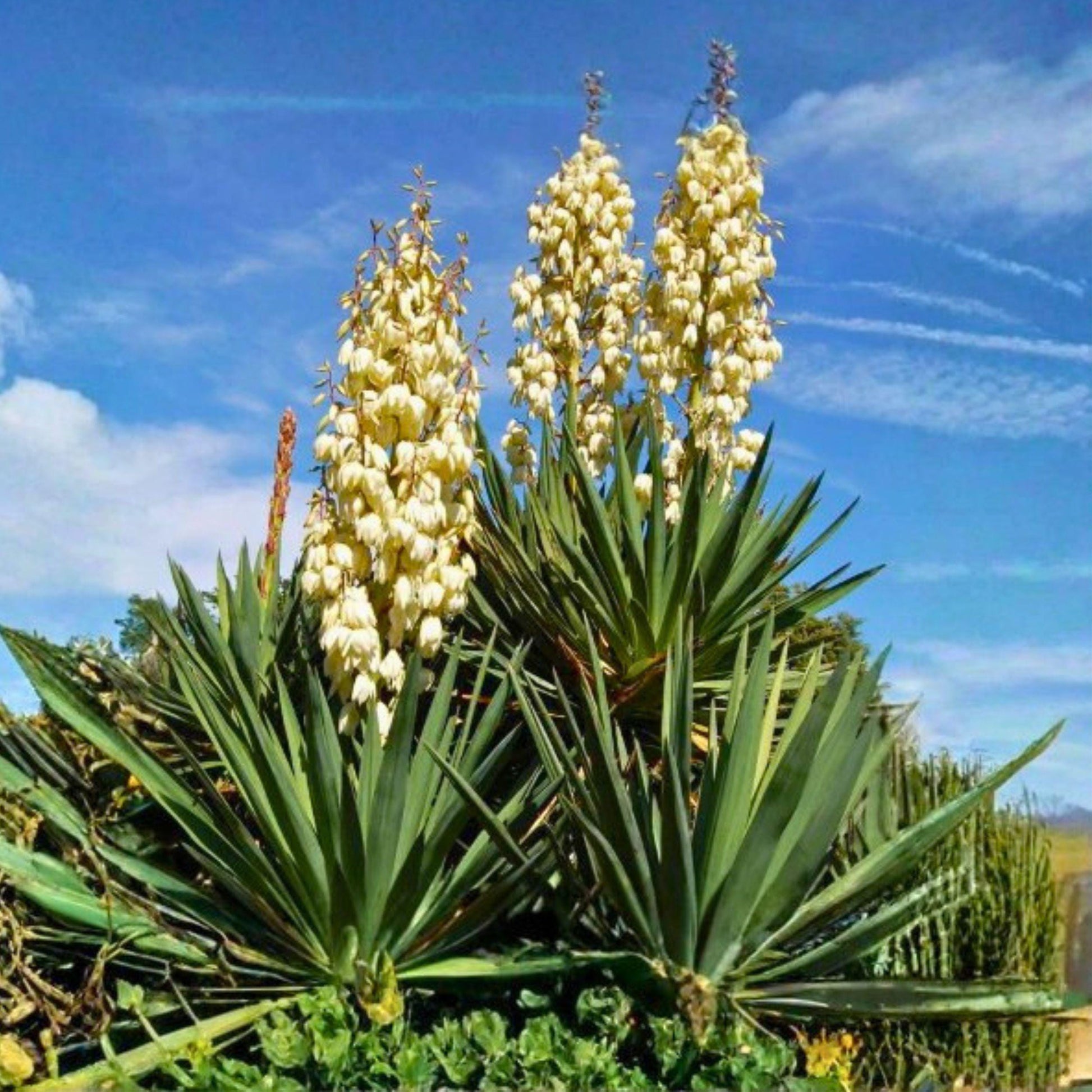 Mature Yucca Plant Bare Root 12 Inches Outdoor Succulent Evergreen Landscape Garden