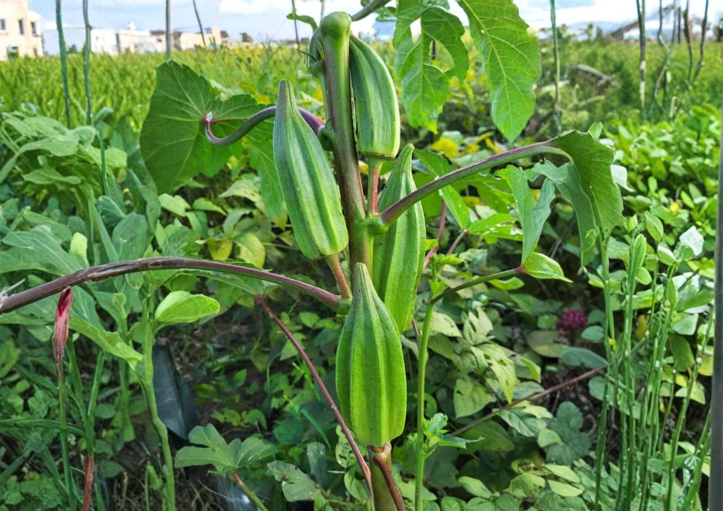 50+ Emerald Okra Seeds - Heirloom Non-GMO Vegetable Seeds for Garden Planting, Abelmoschus esculentus