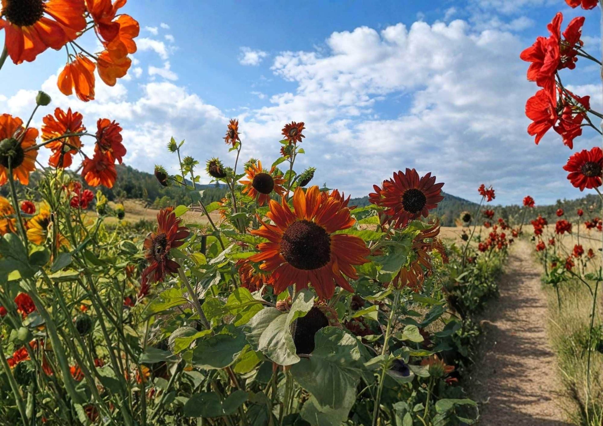 Heirloom Sunflower Seeds 50+ Pack, Colorful Bronze Red Gold Blooms, Pollinator-Friendly, Garden Planting, Earthwalker Variety