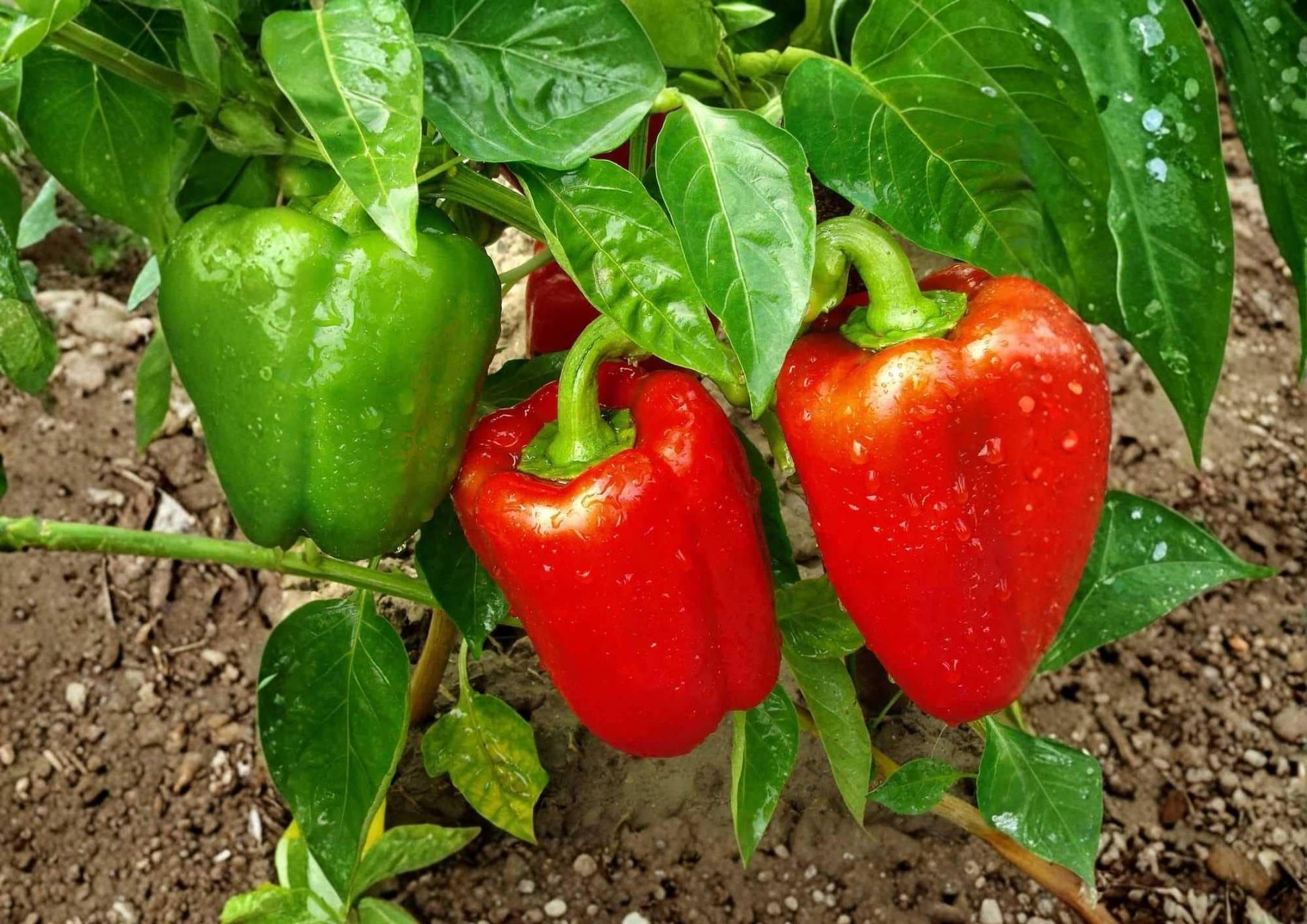 Giant Keystone Resistant Heirloom Sweet Bell Pepper Seeds – Large Blocky Green to Red Fruits for Garden Planting