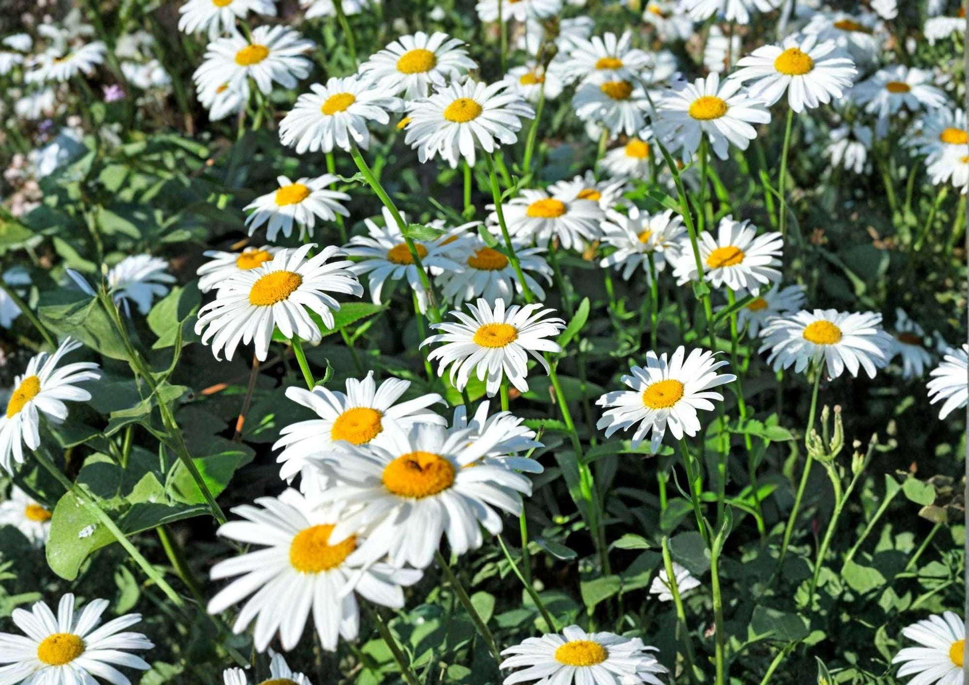 Shasta Daisy Seeds Heirloom Perennial Flower Seeds for Garden, White Blooms, Pollinator Friendly, Cut Flowers, Chrysanthemum