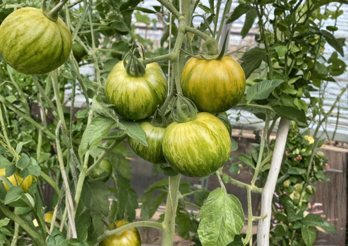 Cherokee Green Tomato Seeds, Heirloom Non-GMO, Large Green Beefsteak, Vegetable Seeds for Garden Planting