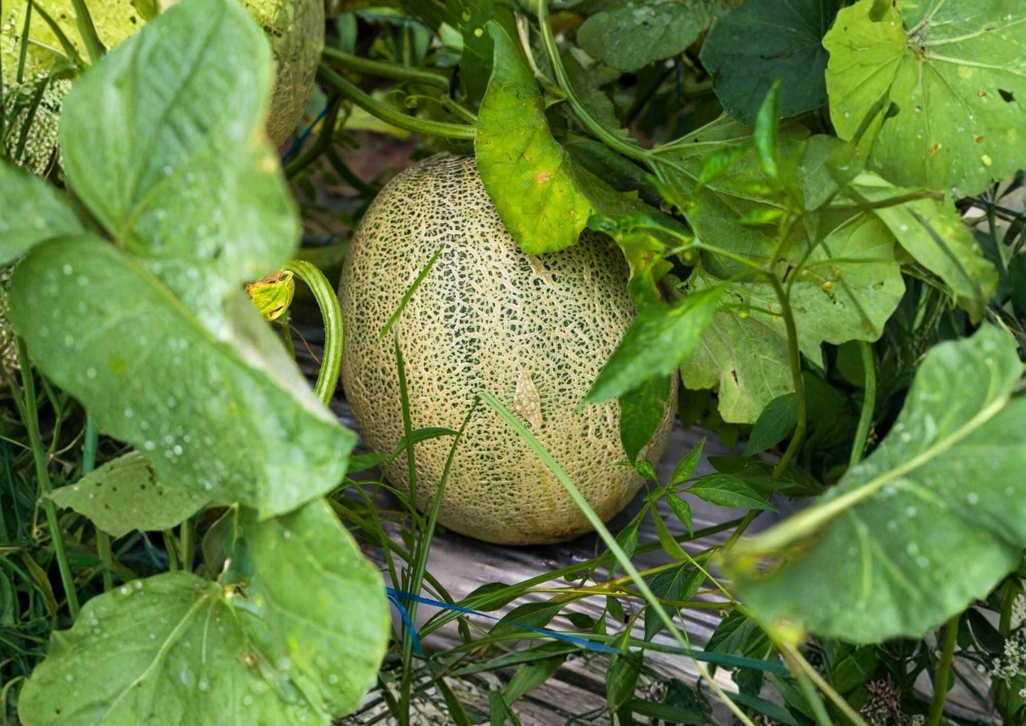50+ Hales Best Jumbo Cantaloupe Seeds Heirloom Non-GMO Vegetable Seeds for Garden Planting, Large Sweet Orange Melon