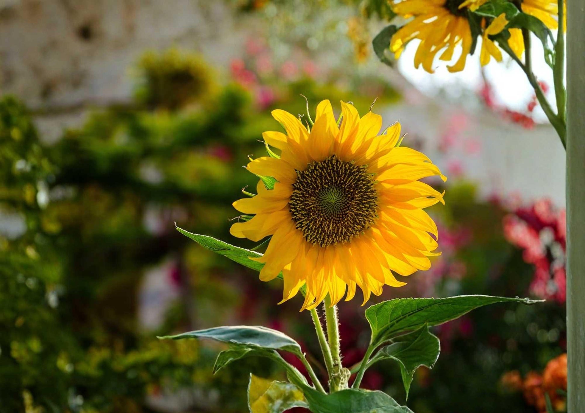 Mammoth Grey Stripe Sunflower Seeds – Giant Tall Flower Seeds for Garden, Pollinator Friendly, Large Heads, Wildlife Attracting