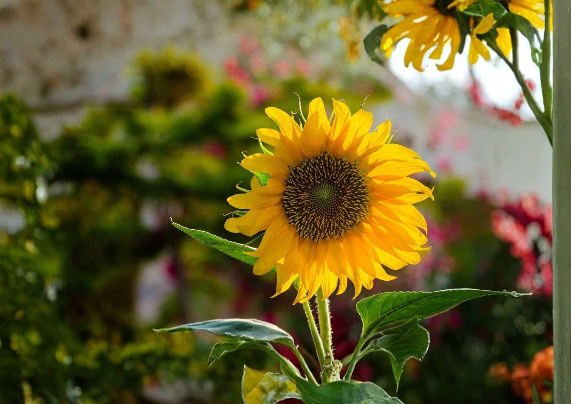 Mammoth Grey Stripe Sunflower Seeds Giant Flower Seeds for Garden Planting, Tall Blooms, Pollinator Friendly