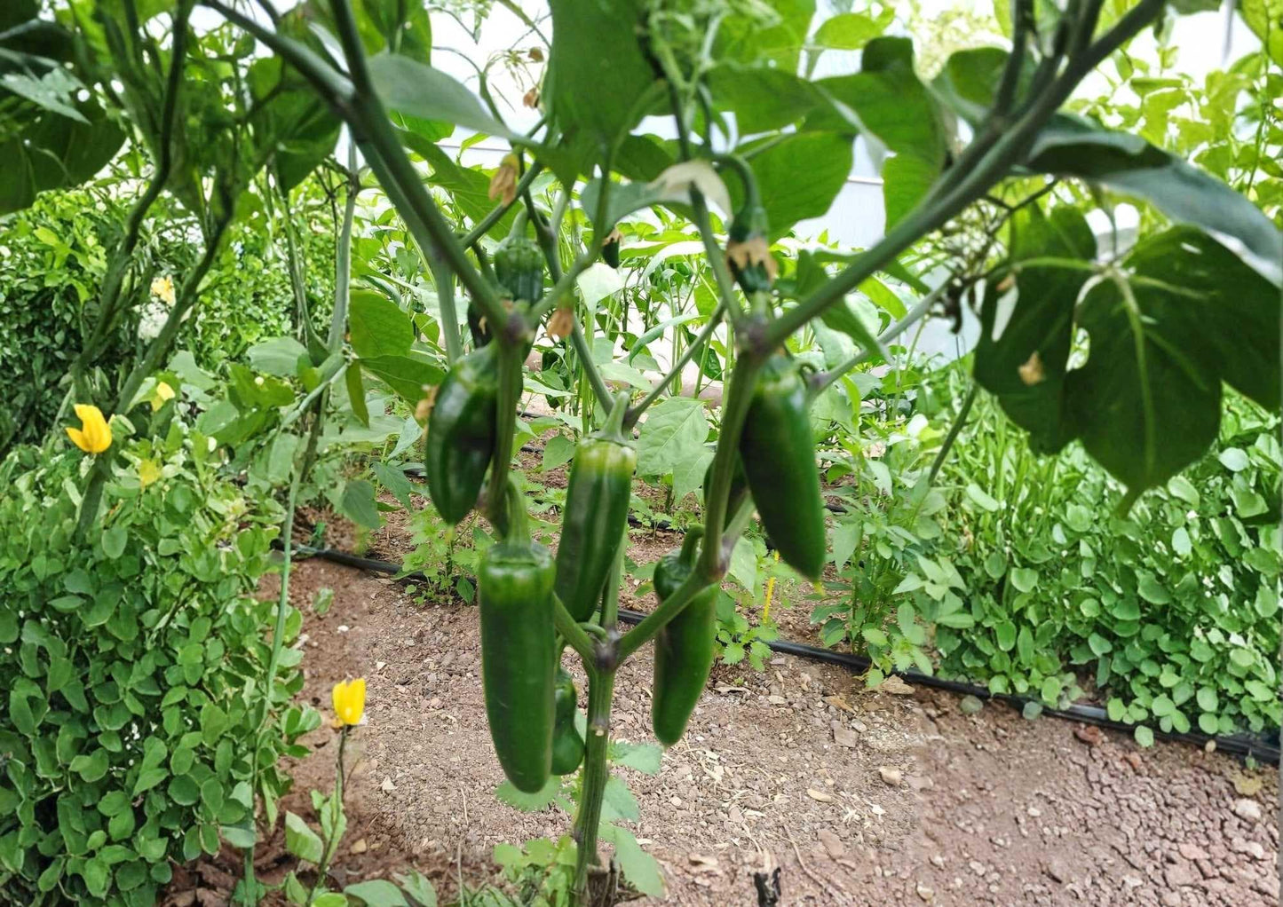 Mammoth Jalapeno Hot Pepper Seeds - Heirloom, Extra Large Green Red Thick-Walled, High Yield Vegetable Seeds