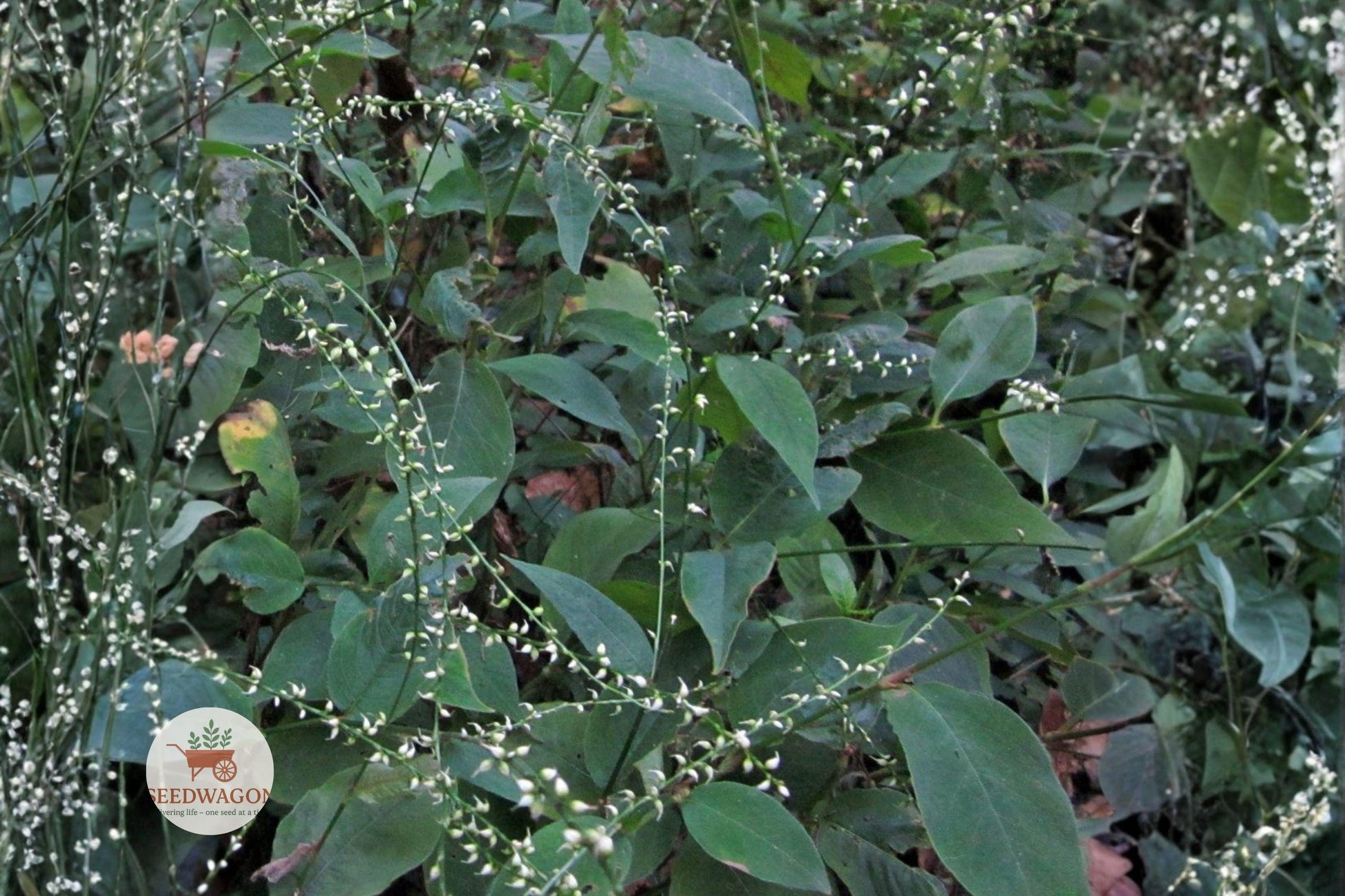 shade garden seeds, woodland perennial seeds, native pollinator plants, pink flower seeds, shade tolerant wildflowers, low maintenance garden plants, forest garden seeds, pollinator attracting seeds, moist soil plants, native woodland flowers, summer fall bloomers, perennial seed pack, shade garden landscaping