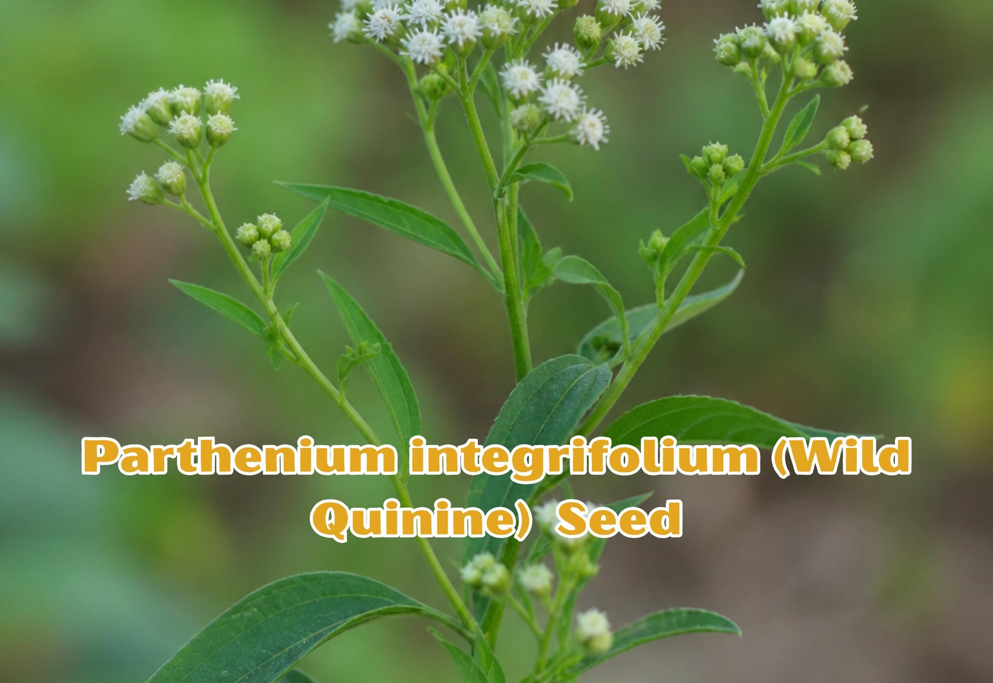 Parthenium integrifolium Seeds | Wild Quinine Perennial Flower for Pollinator Garden | 25 Seeds