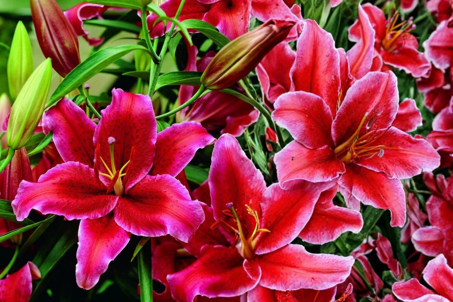 Rose Campion Seeds - Vibrant Pink Perennial Flowers - Lychnis Coronaria - Easy to Grow, Drought Tolerant, Full Sun, 50+ Seeds