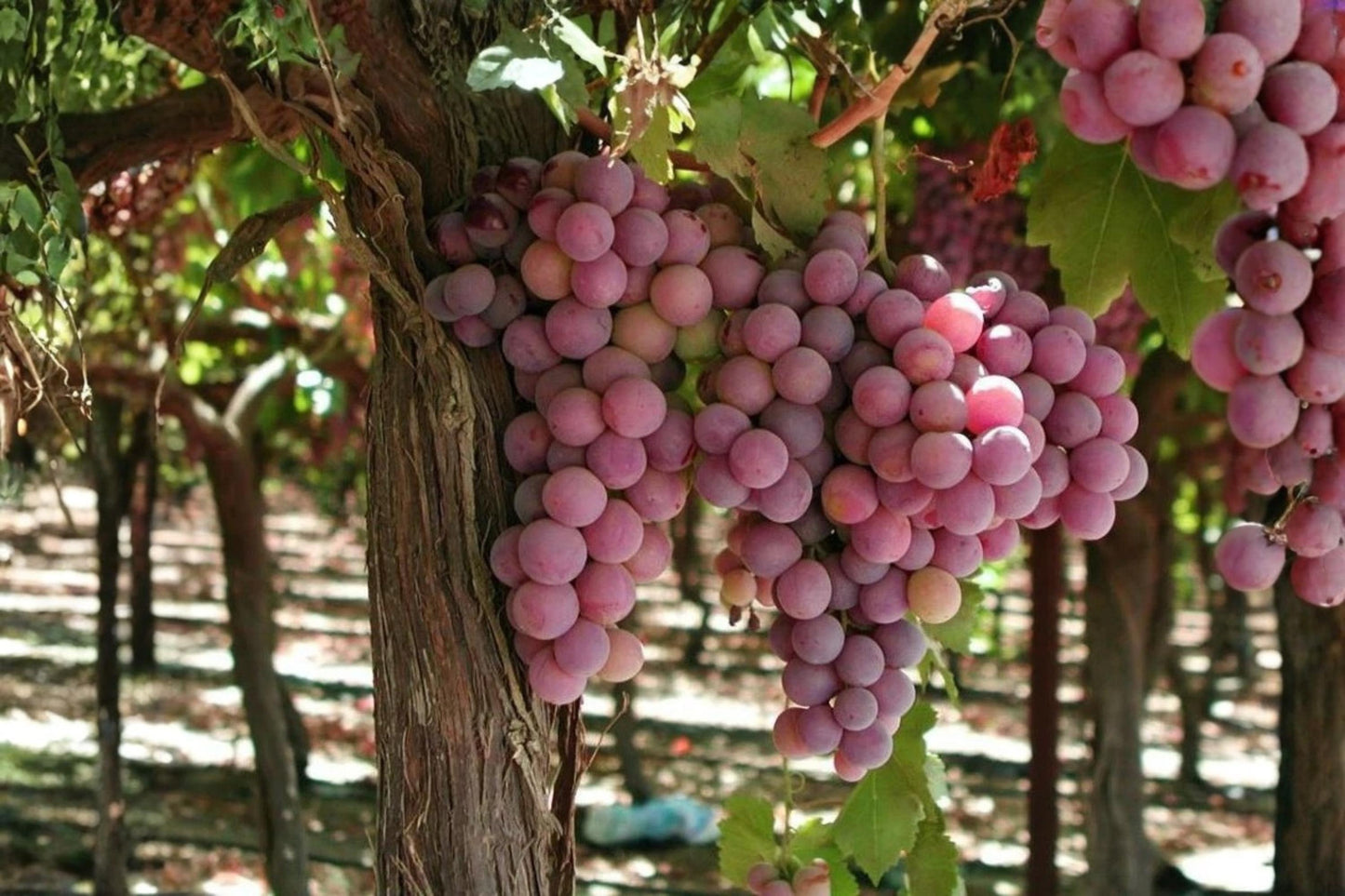 Canadice Seedless Grape Vine Plant - 1-2 Year Old Vitis vinifera for Home Garden, Fruit, Trellising