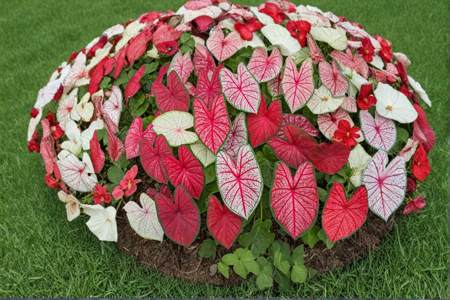 Fiesta Caladium Bulbs 6 Pack – Caladium bicolor Tropical Shade Foliage Plant for Garden & Containers