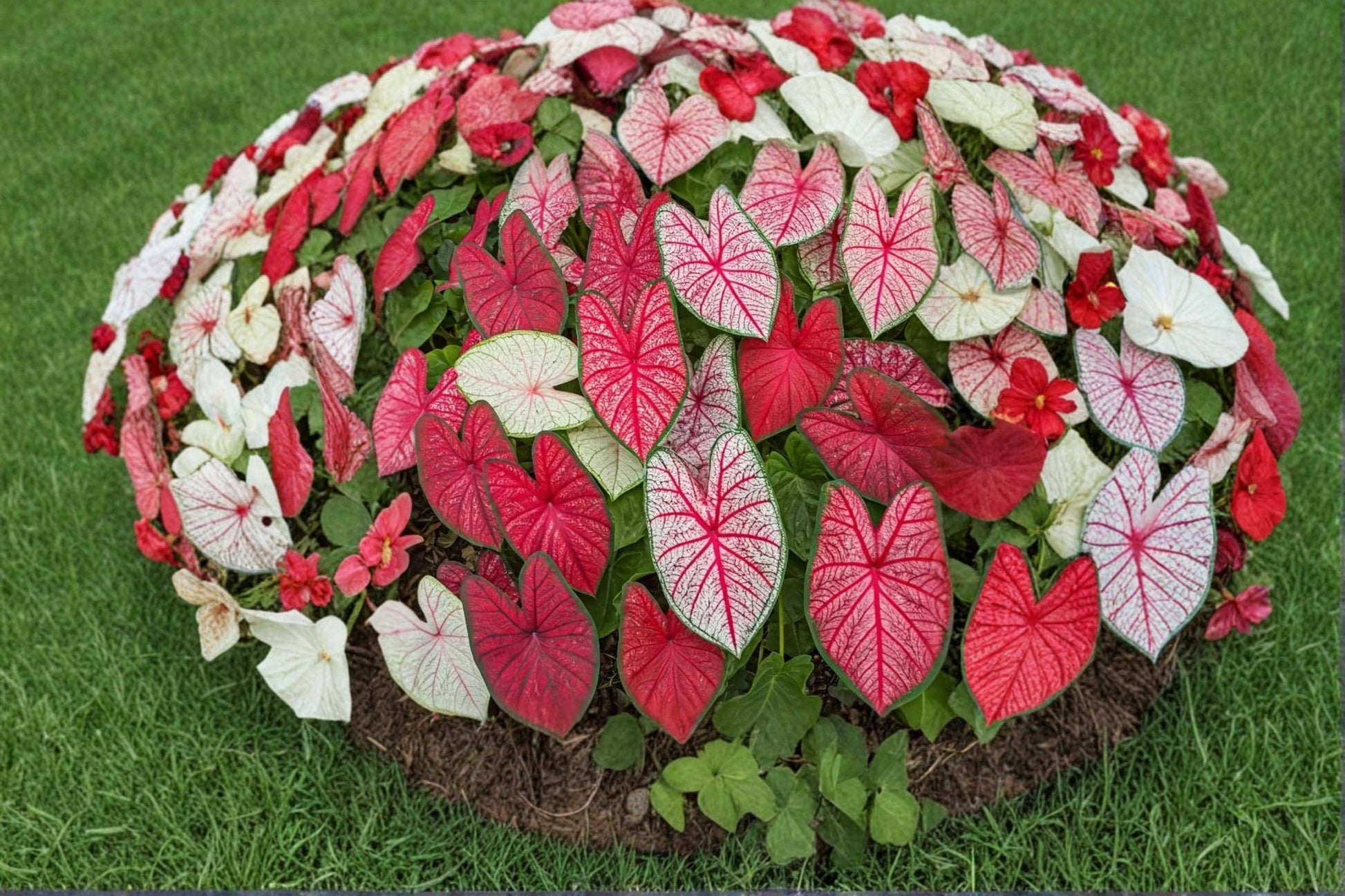 Fiesta Caladium Bulbs 6 Pack – Caladium bicolor Tropical Shade Foliage Plant for Garden & Containers