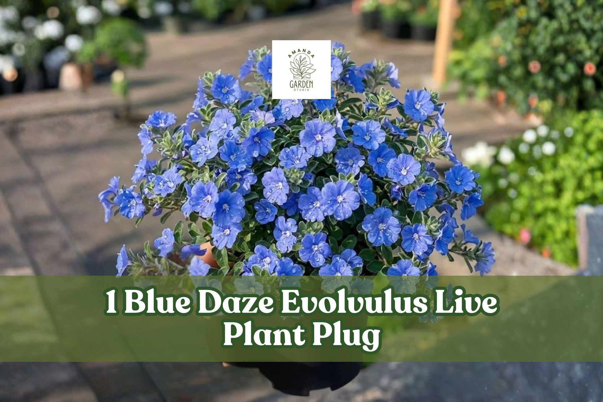Blue Daze Evolvulus Live Plant Plug – Trailing Blue Flowers, Fuzzy Gray-Green Foliage, Groundcover, Container Plant, Evolvulus glomeratus