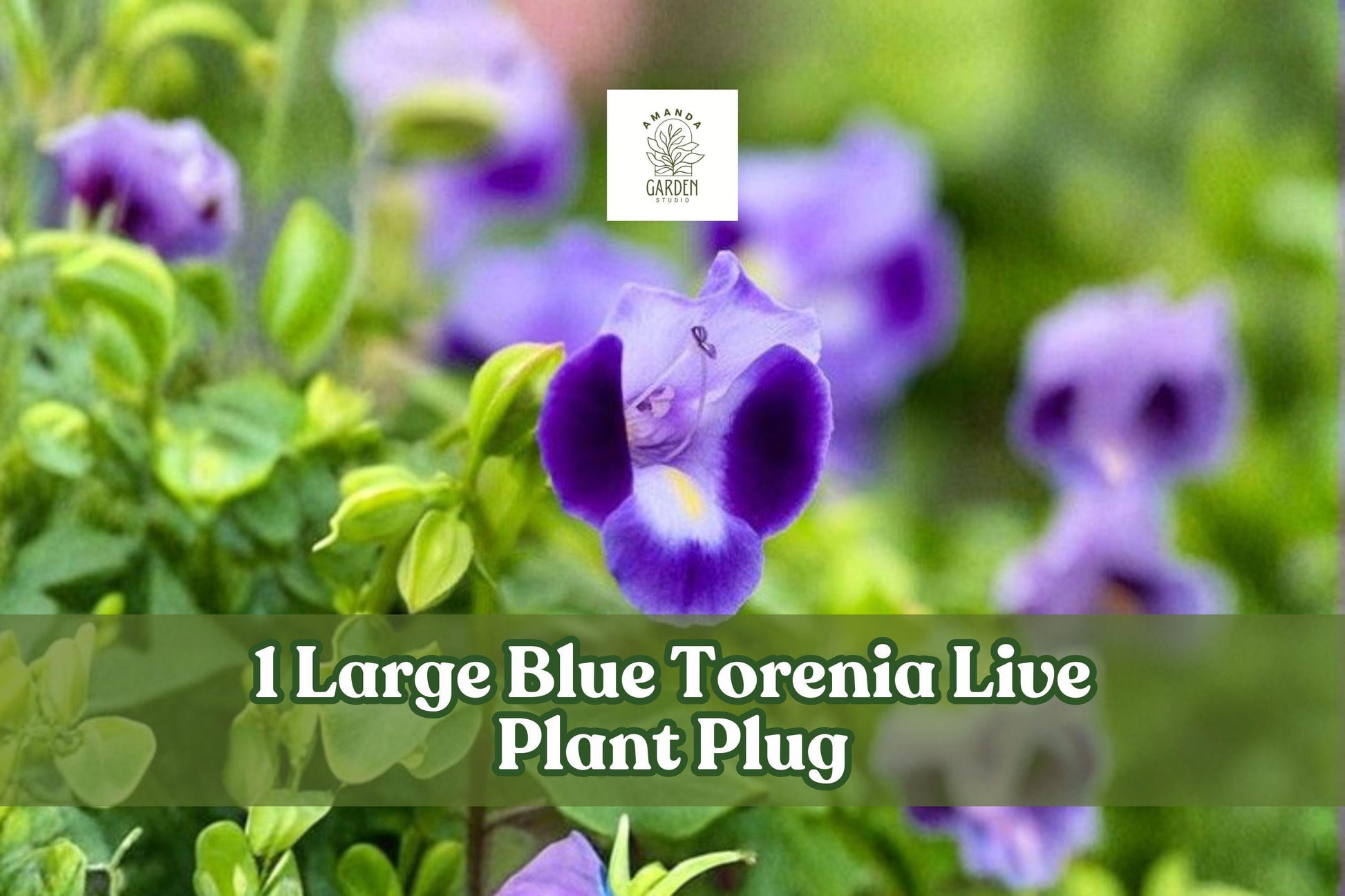 Blue Torenia Live Plant Plug | Wishbone Flower Blue Wings Starter | Trailing Blue Blooms | Torenia hybrid for Containers & Hanging Baskets
