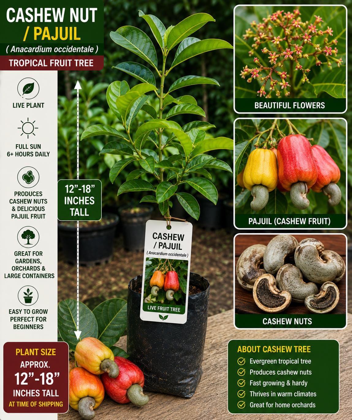 Cashew Live Fruit Tree – 12–18 Inches Tall – Anacardium occidentale – Tropical Edible Tree for Gardens and Landscapes