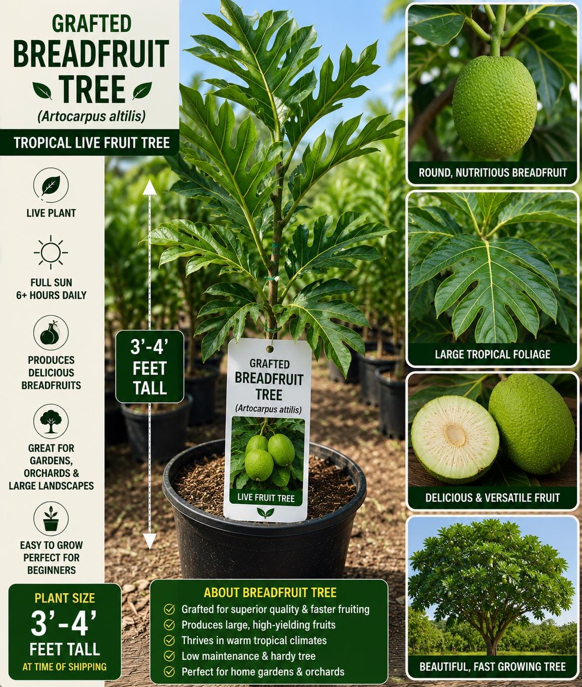 Grafted Breadfruit Tree – 3–4 Feet Tall – Artocarpus altilis – Tropical Fruit Tree for Edible Gardens