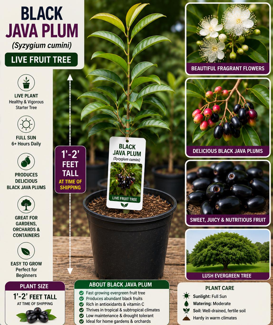 Black Java Plum Live Fruit Tree – Syzygium cumini – Tropical Edible Evergreen Shrub or Small Tree