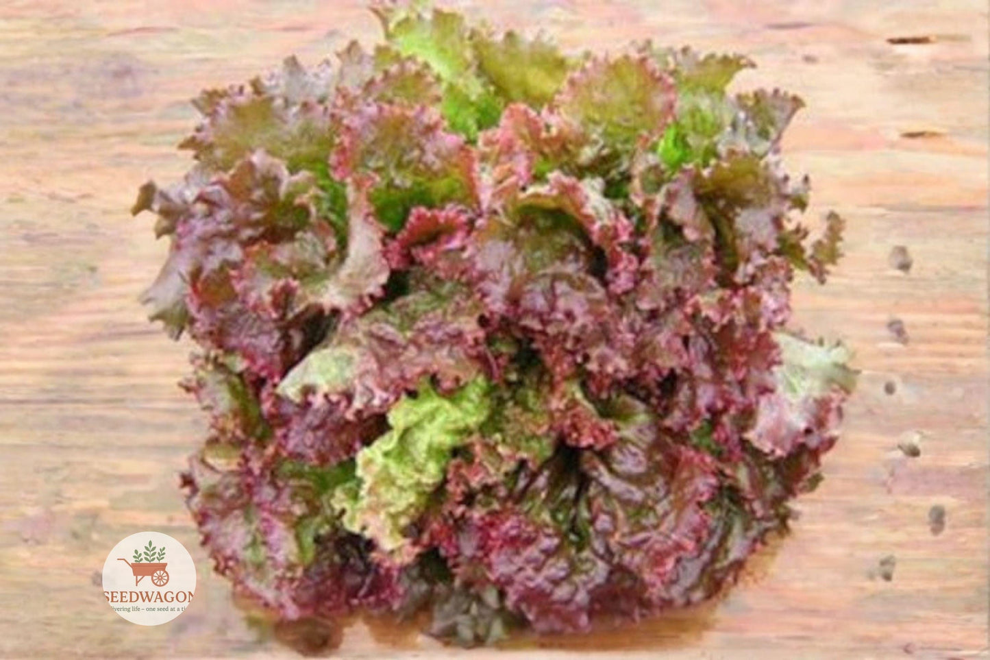 heirloom lettuce seeds, leaf lettuce seeds, vegetable seeds, salad greens seeds, non-GMO lettuce, cool season vegetable, container gardening seeds, fast-growing lettuce, tender green leaves, bronze edged lettuce, beginner gardener seeds, salad leaf variety, edible garden seeds