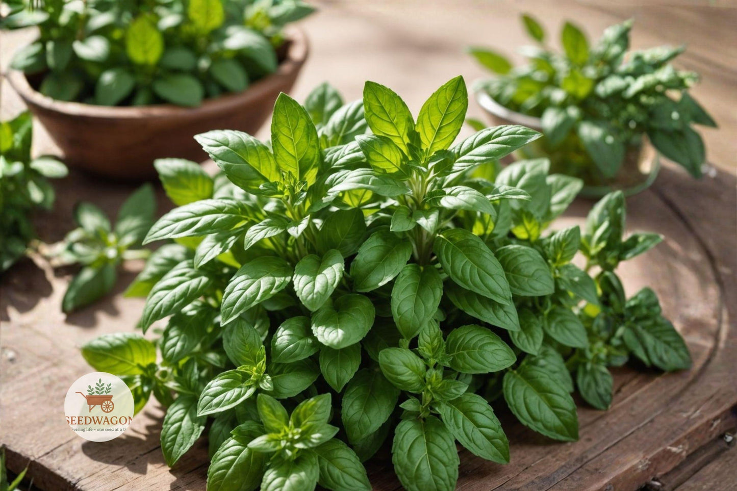 Sweet Genovese Basil Seeds, Heirloom Herb Seeds, Culinary Basil Seeds, Pesto Basil Seeds, Indoor Herb Seeds, Garden Basil Seeds, Non-GMO Basil Seeds, Green Basil Seeds, Fast-Grow Basil Seeds, Kitchen Garden Seeds, Aromatic Basil Seeds, Heirloom Culinary Seeds, Basil for Containers