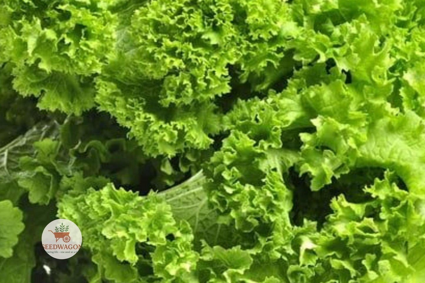 mustard greens seeds, heirloom vegetable seeds, leafy green seeds, Brassica juncea seeds, cool season garden, non-GMO seeds, home garden greens, container gardening seeds, spicy green leaves, fast-growing vegetable, fall planting seeds, large leaf mustard, edible garden seeds