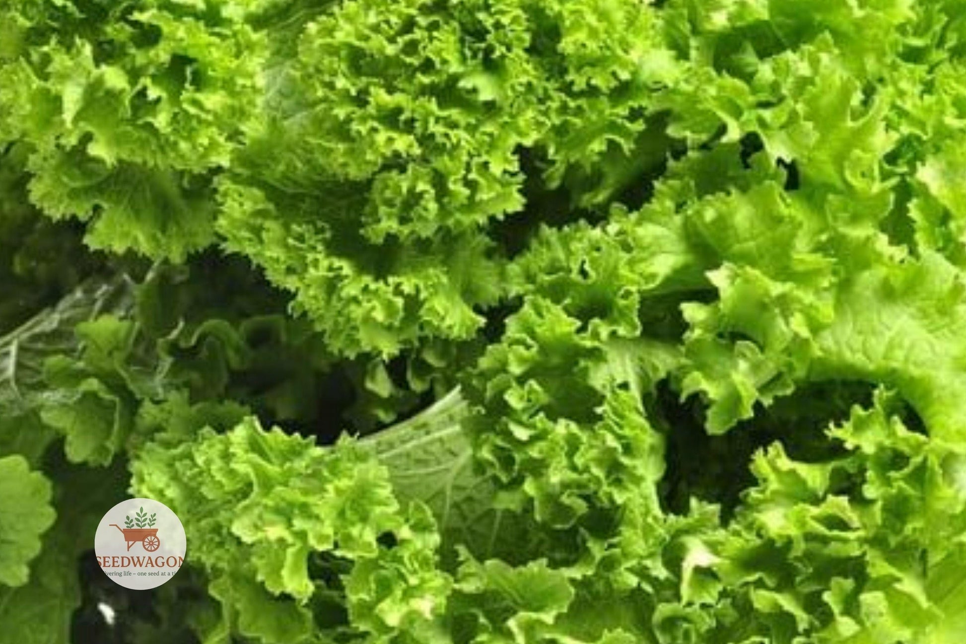 mustard greens seeds, heirloom vegetable seeds, leafy green seeds, Brassica juncea seeds, cool season garden, non-GMO seeds, home garden greens, container gardening seeds, spicy green leaves, fast-growing vegetable, fall planting seeds, large leaf mustard, edible garden seeds