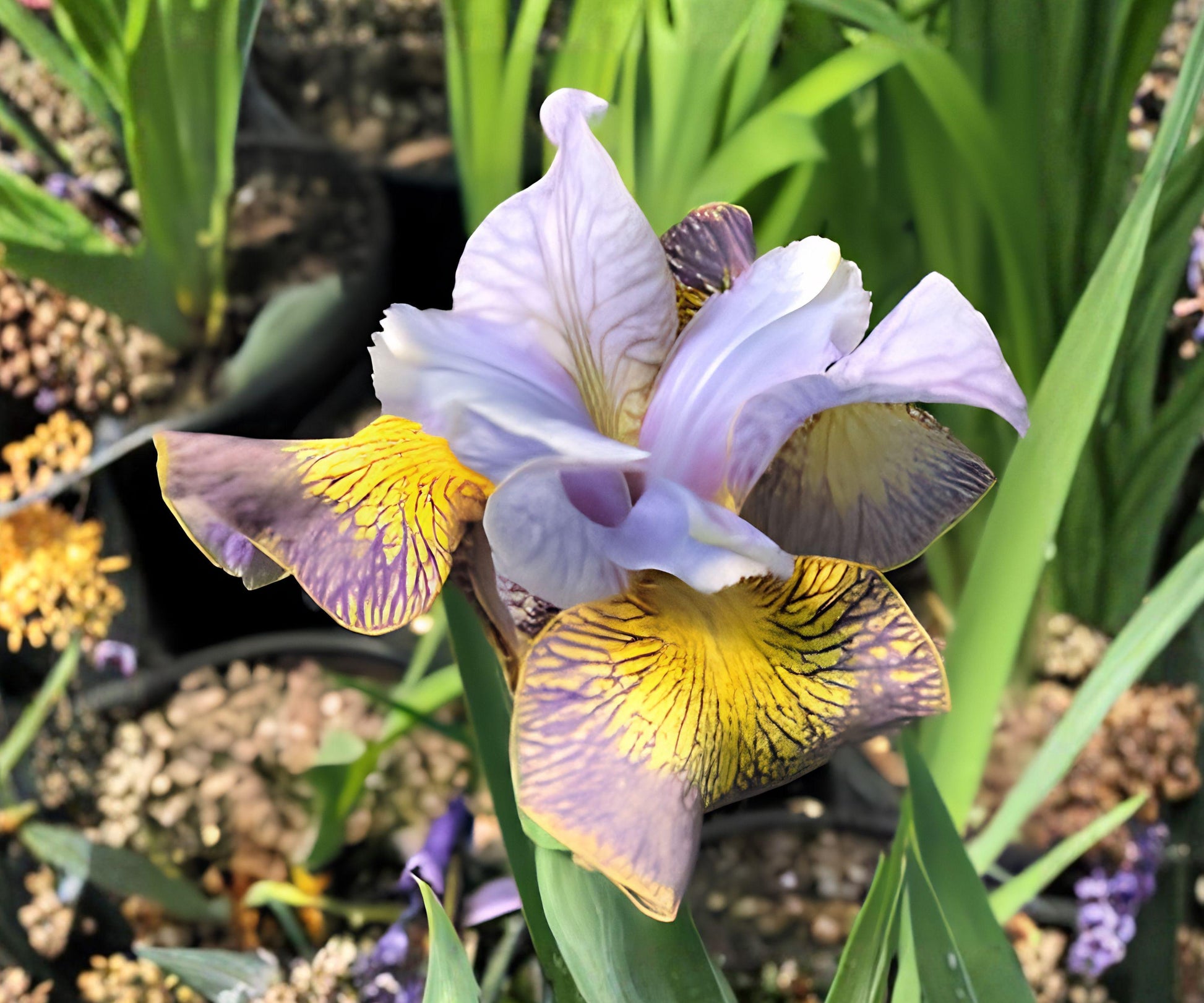 Siberian Iris Peacock Butterfly™ Uncorked Root Division – Double Blue Yellow Iris, Perennial Flower, Iris sibirica
