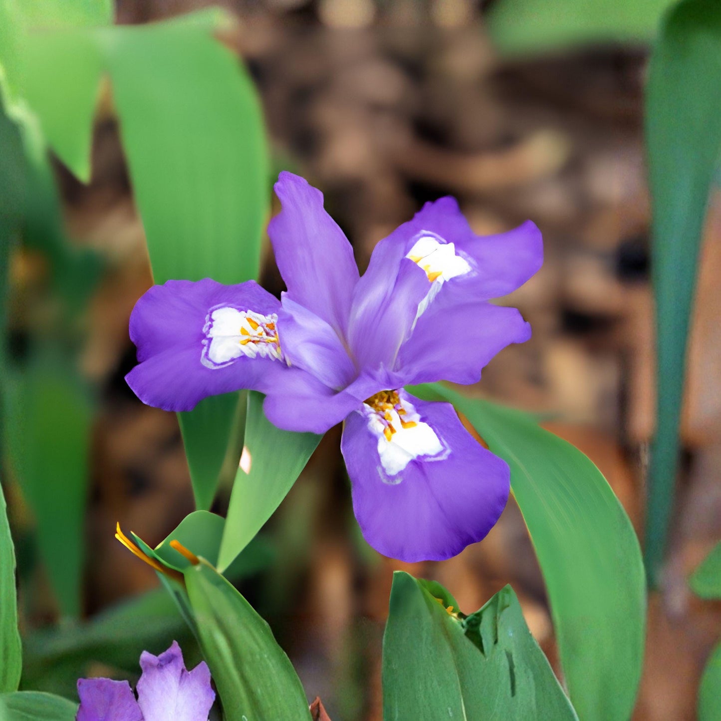 Dwarf Crested Iris Root Bulbs 5 Pack, Hardy Perennial for Shade Gardens, Iris Flowers, Scientific Name: Iris cristata