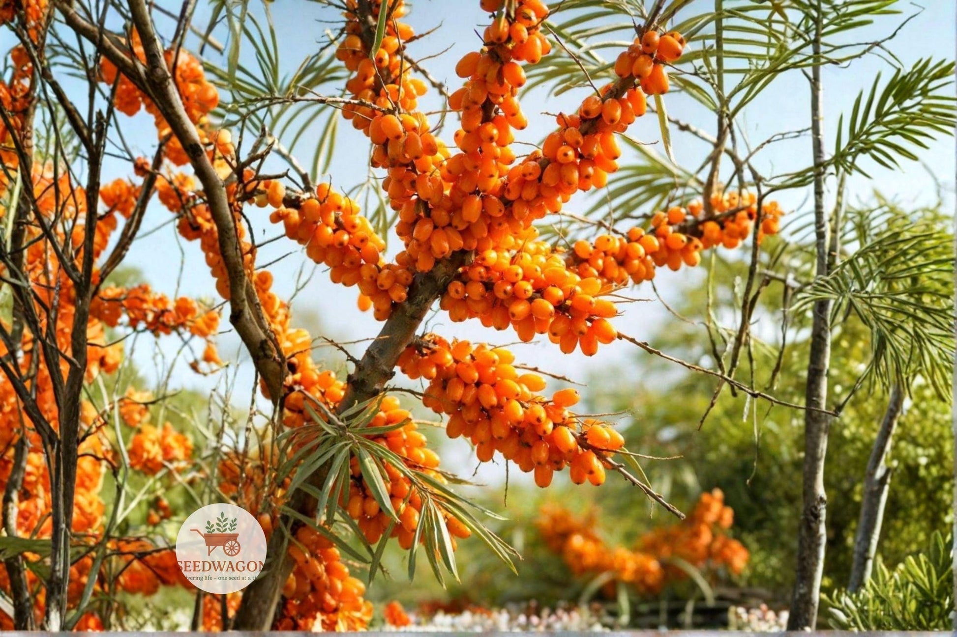 sea buckthorn seeds,hippophae rhamnoides berries,edible berry shrub,hardy fruiting plant,wildlife attractant,orange berry seeds,deciduous fruit shrub,erosion control plant,nitrogen fixing shrub,cold hardy berry plant,hedge and shelter shrub,outdoor berry seeds,perennial fruiting shrub