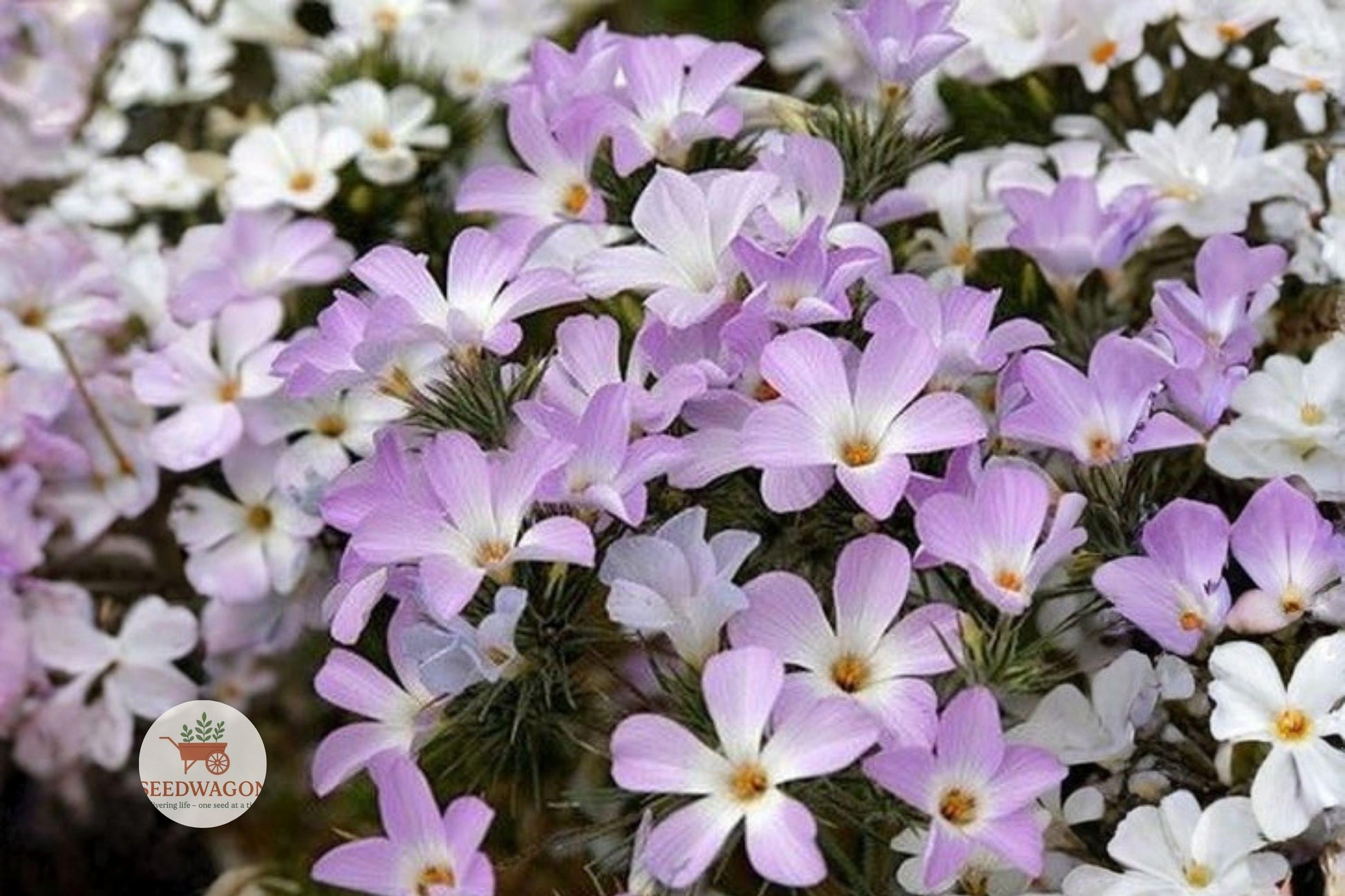 mountain phlox seeds, pink wildflower seeds, pollinator garden seeds, annual flower seeds, cottage garden seeds, meadow flower seeds, butterfly attractant seeds, easy grow flower seeds, lavender wildflower seeds, border plant seeds, container garden seeds, nectar-rich flower seeds, spring summer bloom seeds