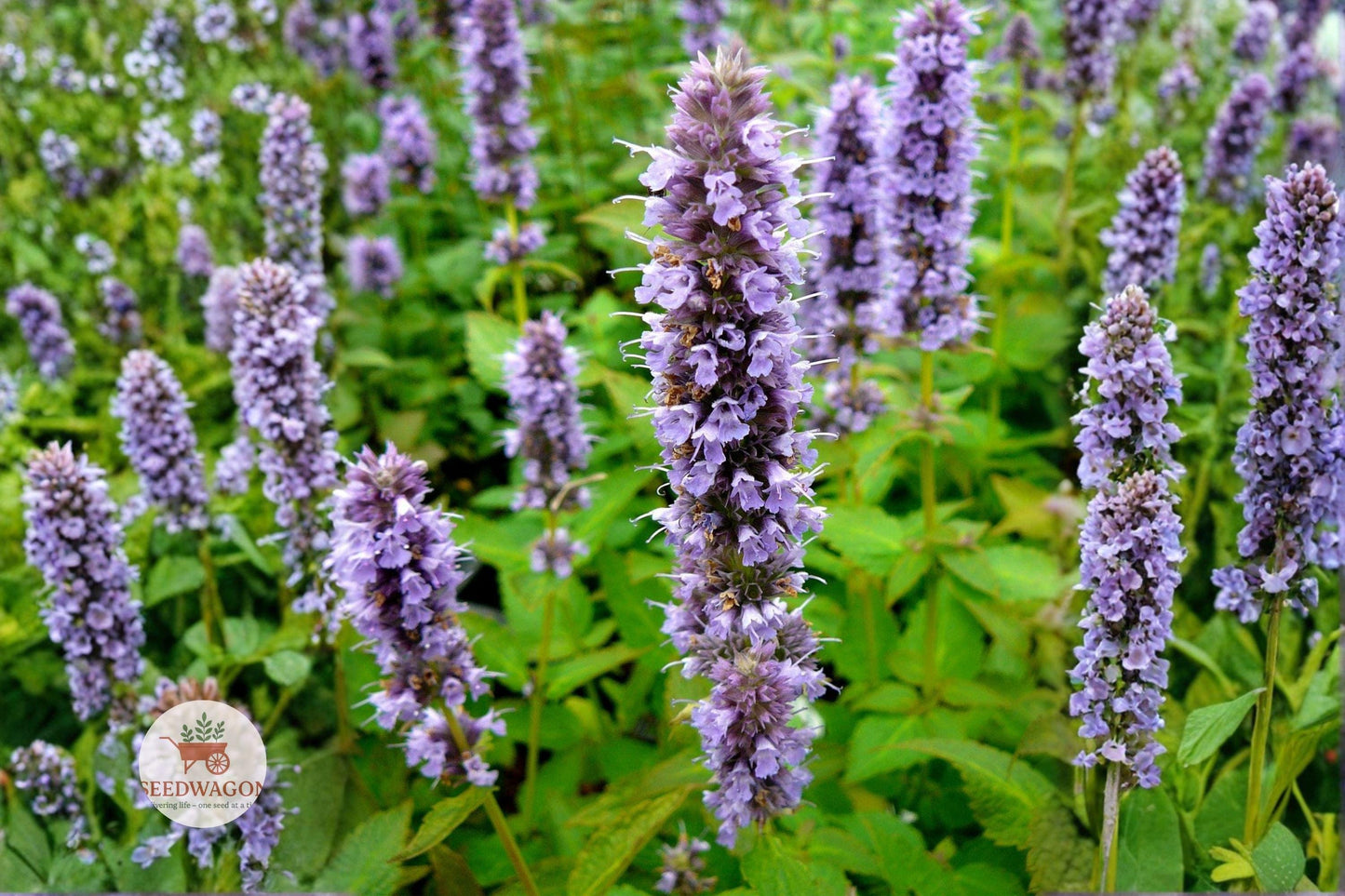 anise hyssop seeds, lavender blue flowers, pollinator plant seeds, herb garden seeds, wildflower seed mix, drought tolerant herbs, perennial herb seeds, licorice mint seeds, bee attracting plants, cottage garden seeds, native perennial seeds, summer bloom seeds, fragrant herb seeds