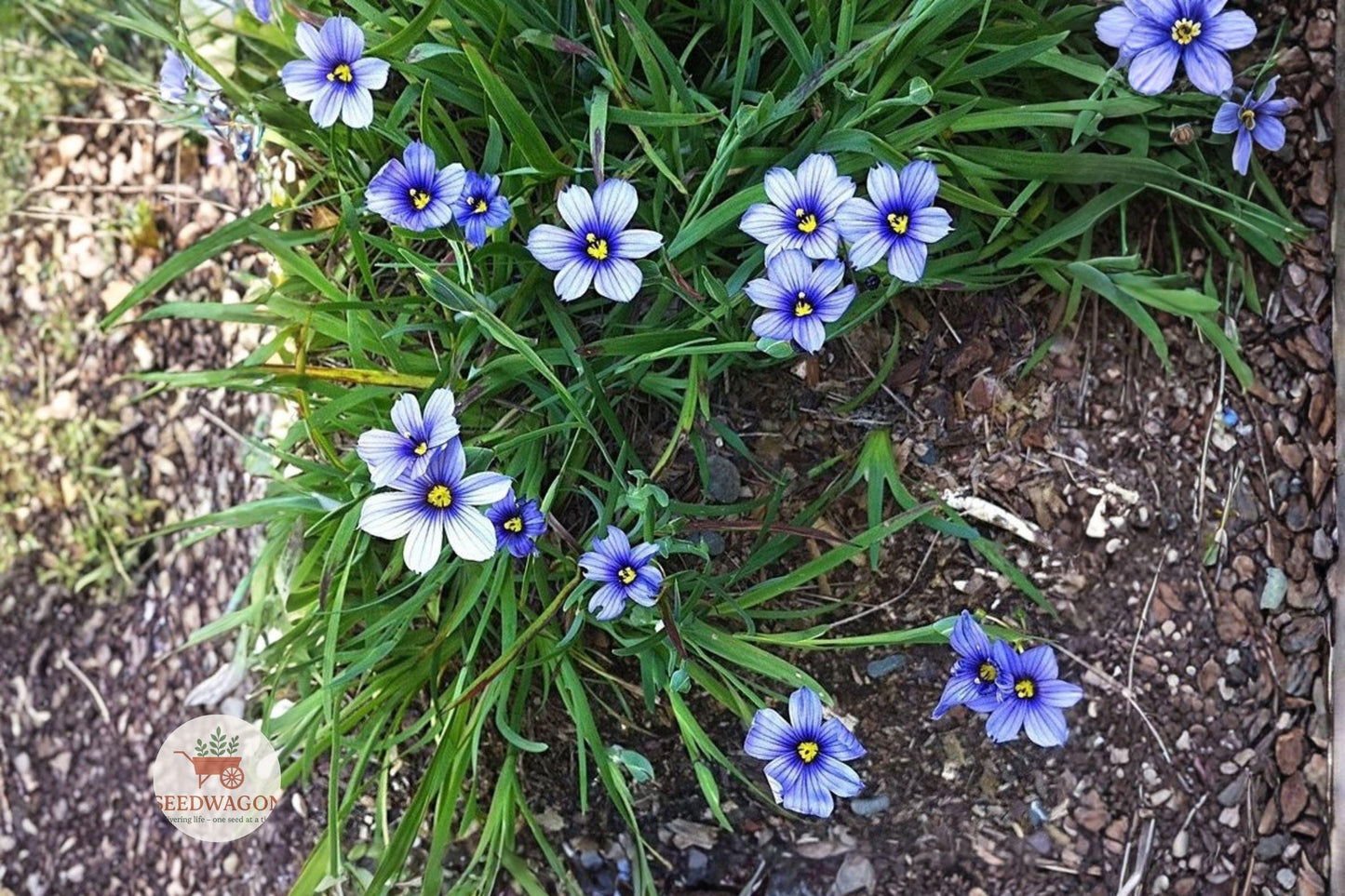 blue eyed grass seeds, Sisyrinchium bellum seeds, California native wildflower, purple wildflower seeds, perennial flower seeds, rock garden plant seeds, native pollinator plant, low maintenance wildflower, spring blooming seeds, border plant seeds, meadow flower seeds, container garden seeds, drought tolerant seeds