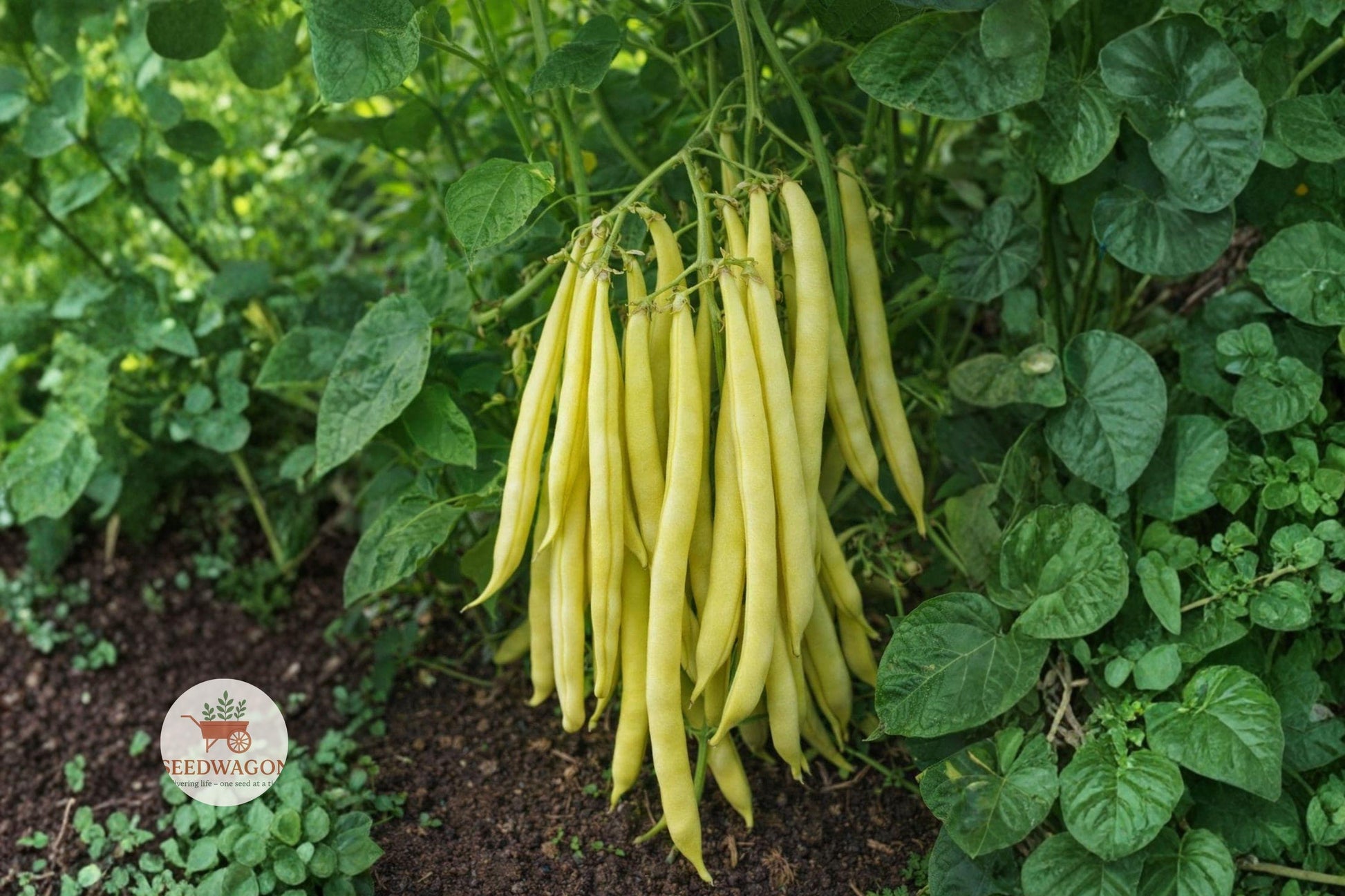 Golden Wax Bean Seeds,Heirloom Bush Beans,Non-GMO Vegetable Seeds,Yellow Pod Bean Seeds,Easy Grow Garden Seeds,Home Garden Bean Seeds,Warm Season Vegetable Seeds,Compact Bush Bean Seeds,Fresh Eating Bean Seeds,Vegetable Garden Seeds,High Yield Bean Seeds,Sautéing Bean Seeds,Preserving Bean Seeds