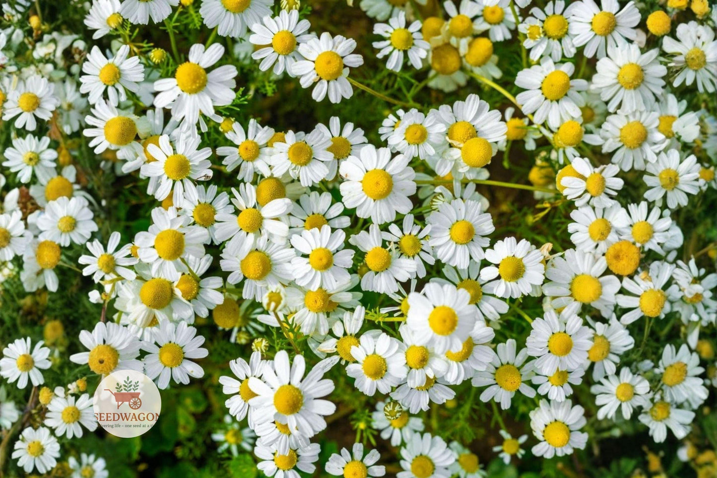 German Chamomile Seeds, Herb Garden Seeds, Daisy Flower Seeds, Non-GMO Herb Seeds, Cottage Garden Flowers, Pollinator Attracting Seeds, White Flower Seeds, Heirloom Herb Seeds, Annual Flower Seeds, Sun-loving Plant Seeds, Fragrant Herb Seeds, Wildflower Garden Seeds, Easy Grow Herb Seeds