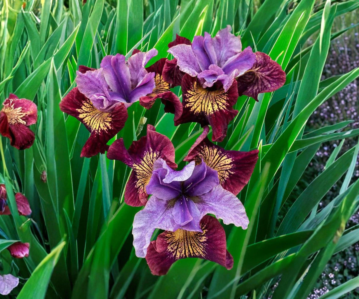 Siberian Iris Root Division – Miss Apple Purple Multicolor Double Iris Perennial for Garden Borders & Water Features