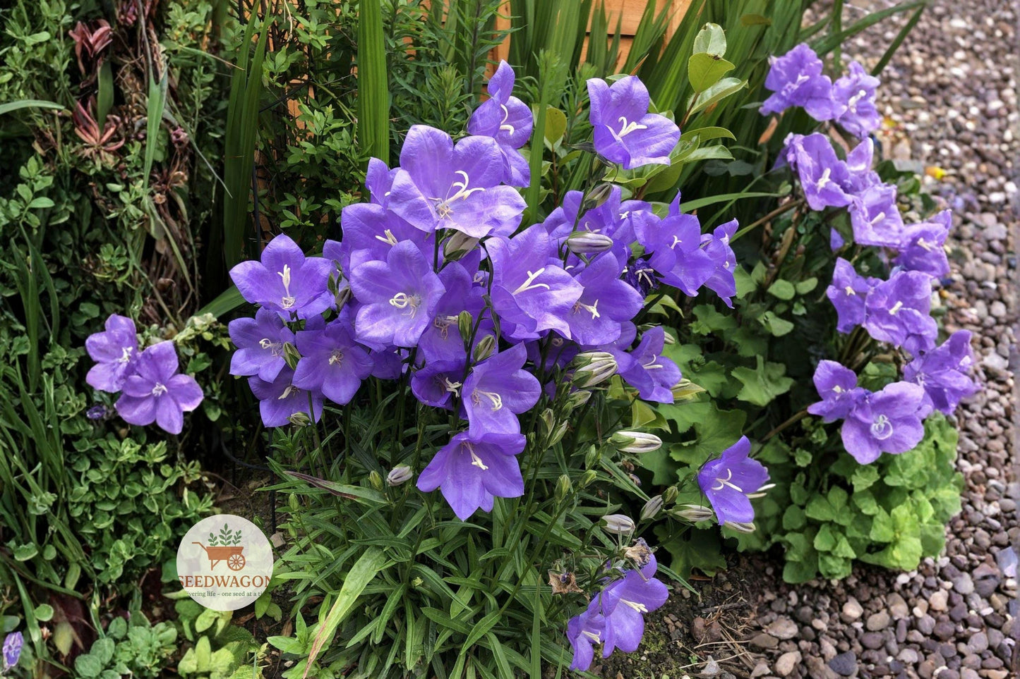 blue bellflower seeds, native wildflower seeds, pollinator garden seeds, cottage garden plants, rock garden plants, meadow wildflower seeds, perennial flower seeds, blue violet seeds, naturalized landscape seeds, hardy wildflower seeds, summer bloom seeds, outdoor garden seeds, native pollinator plants