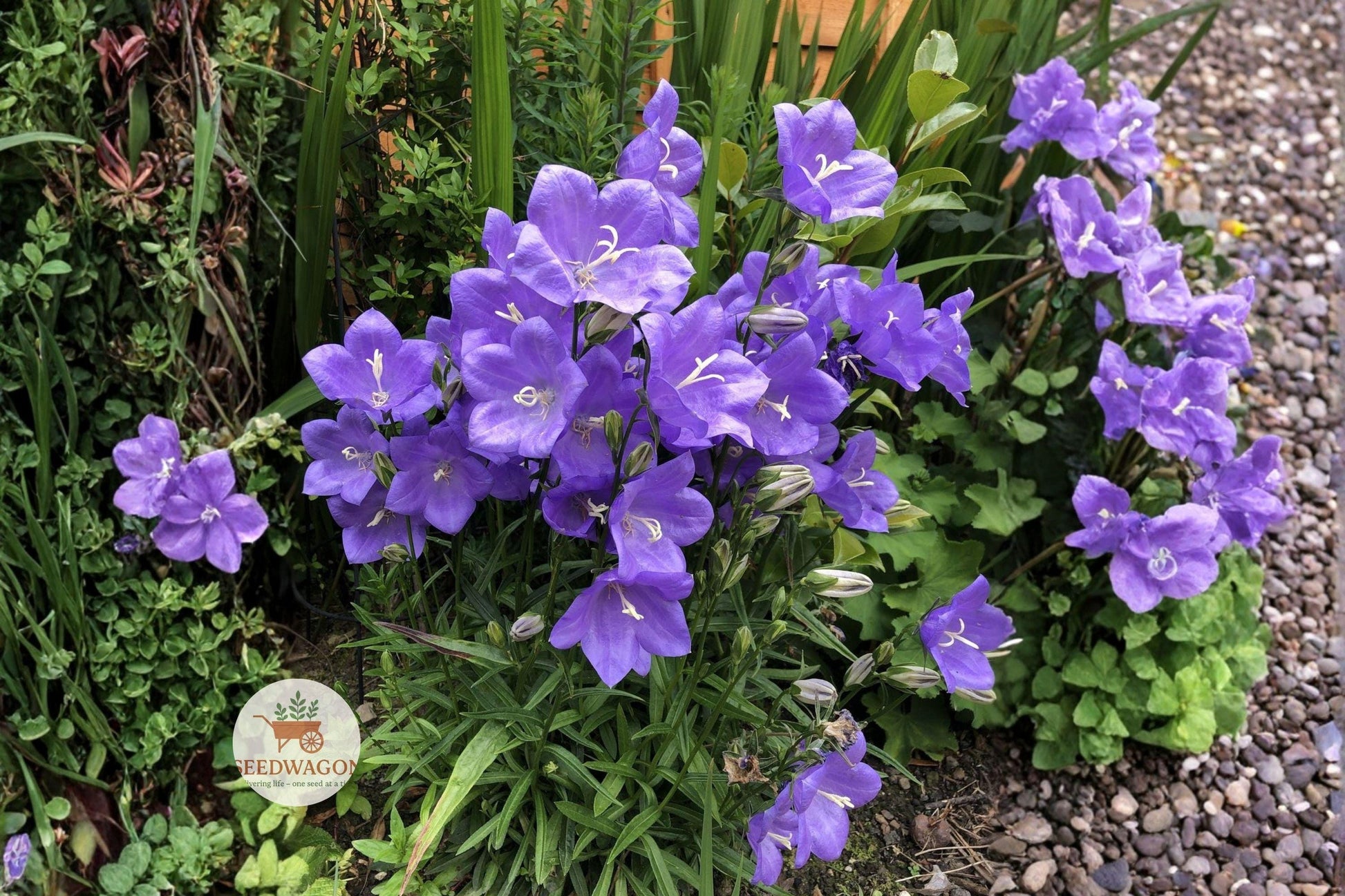 blue bellflower seeds, native wildflower seeds, pollinator garden seeds, cottage garden plants, rock garden plants, meadow wildflower seeds, perennial flower seeds, blue violet seeds, naturalized landscape seeds, hardy wildflower seeds, summer bloom seeds, outdoor garden seeds, native pollinator plants