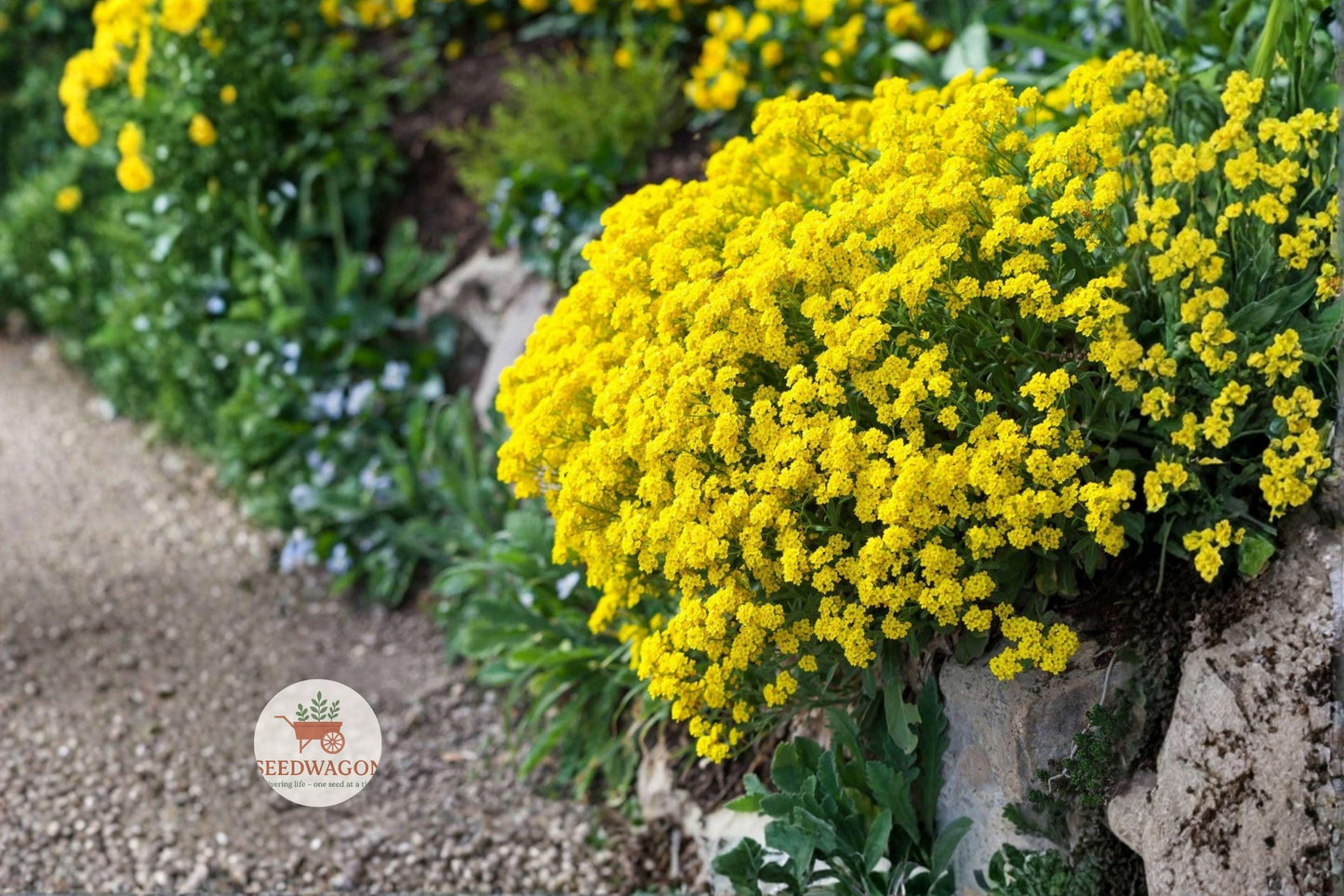 golden alyssum seeds,rock garden flower seeds,perennial yellow flower seeds,low maintenance garden seeds,bee attracting plant seeds,yellow border plant seeds,xeriscape flower seeds,cottage garden seeds,full sun perennial seeds,yellow flowering seeds,compact rock garden seeds,Spring bloom flower seeds