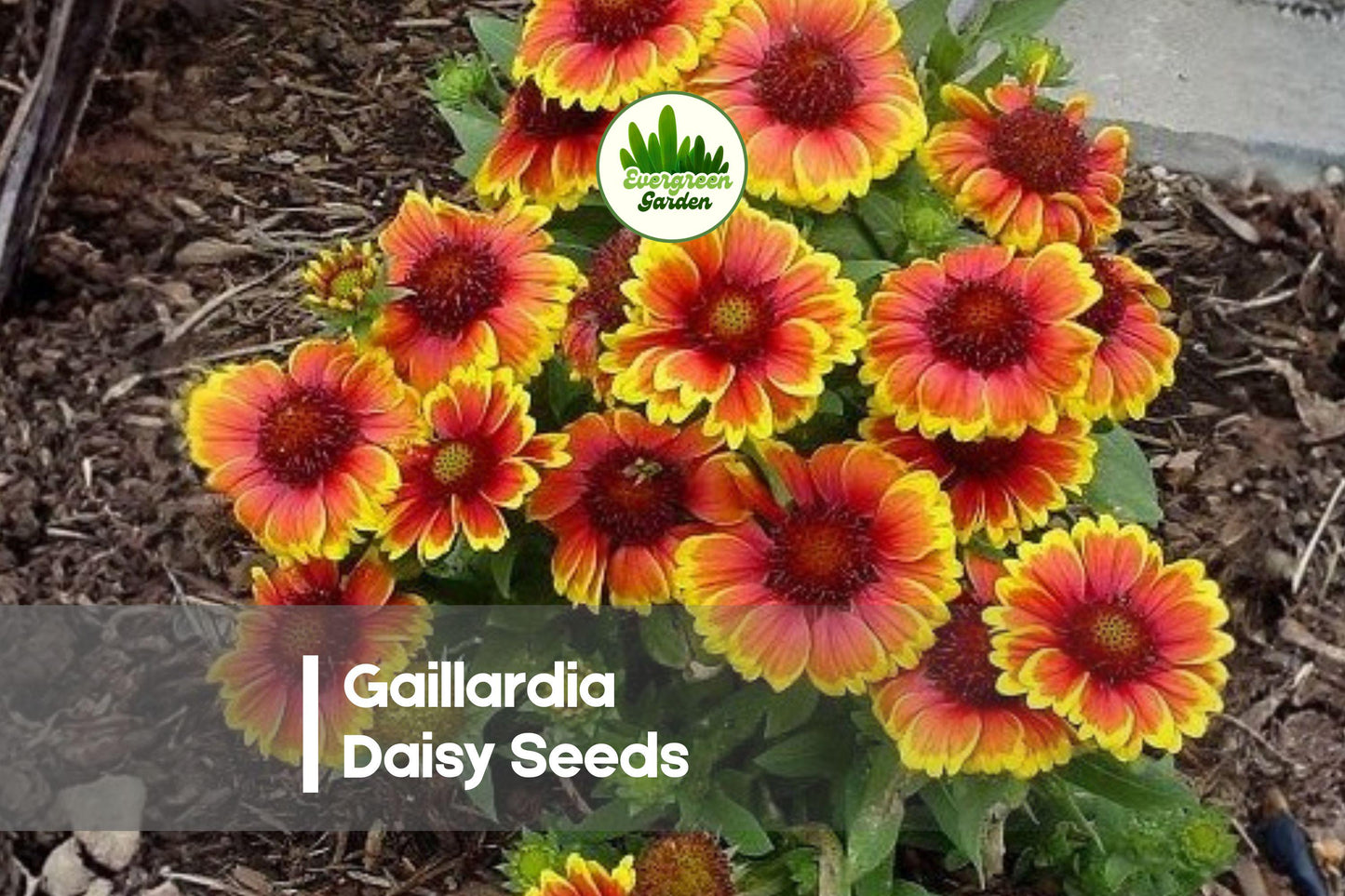 200 Gaillardia Daisy Seeds - Bright Red, Orange & Yellow Blanket Flower Seeds for Borders, Pollinator Gardens, Full Sun, Drought Tolerant