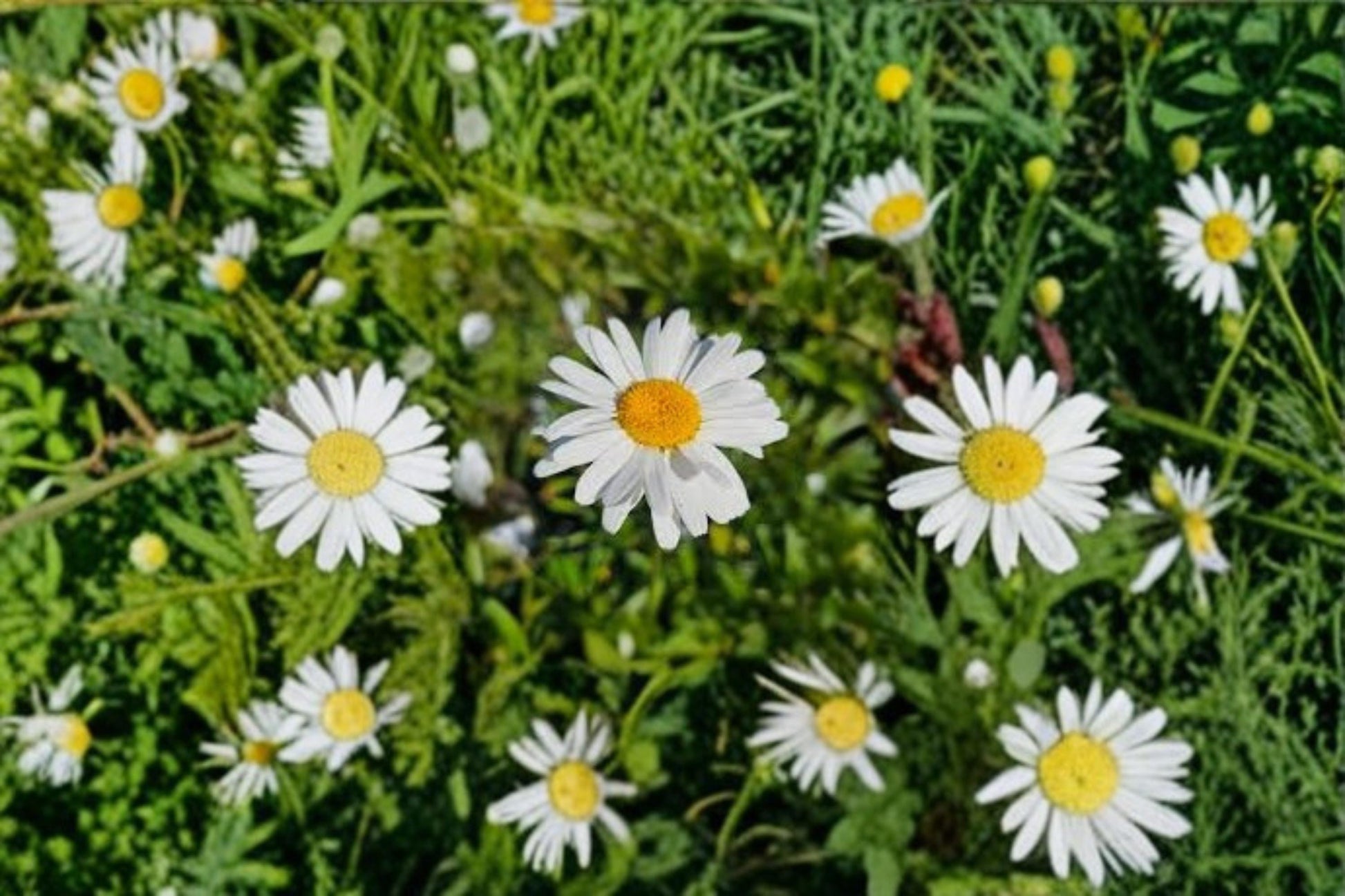 Shasta Daisy Seeds 1000 Count – Leucanthemum × superbum Perennial Flower Seeds for Garden Beds & Borders