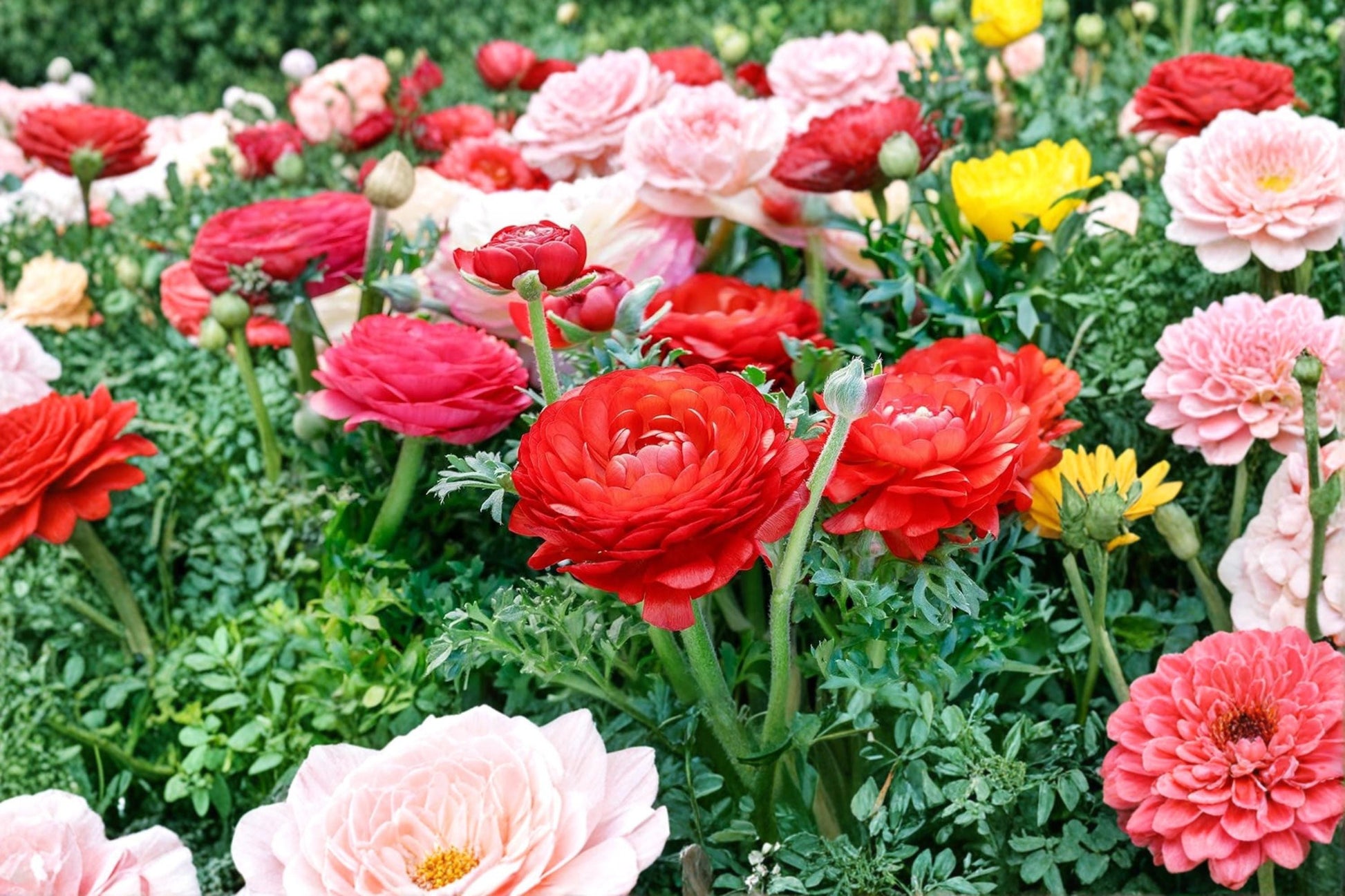 Red Ranunculus Bulbs – Ranunculus asiaticus, Flowering Perennial for Garden Beds & Borders, 10 Bulbs