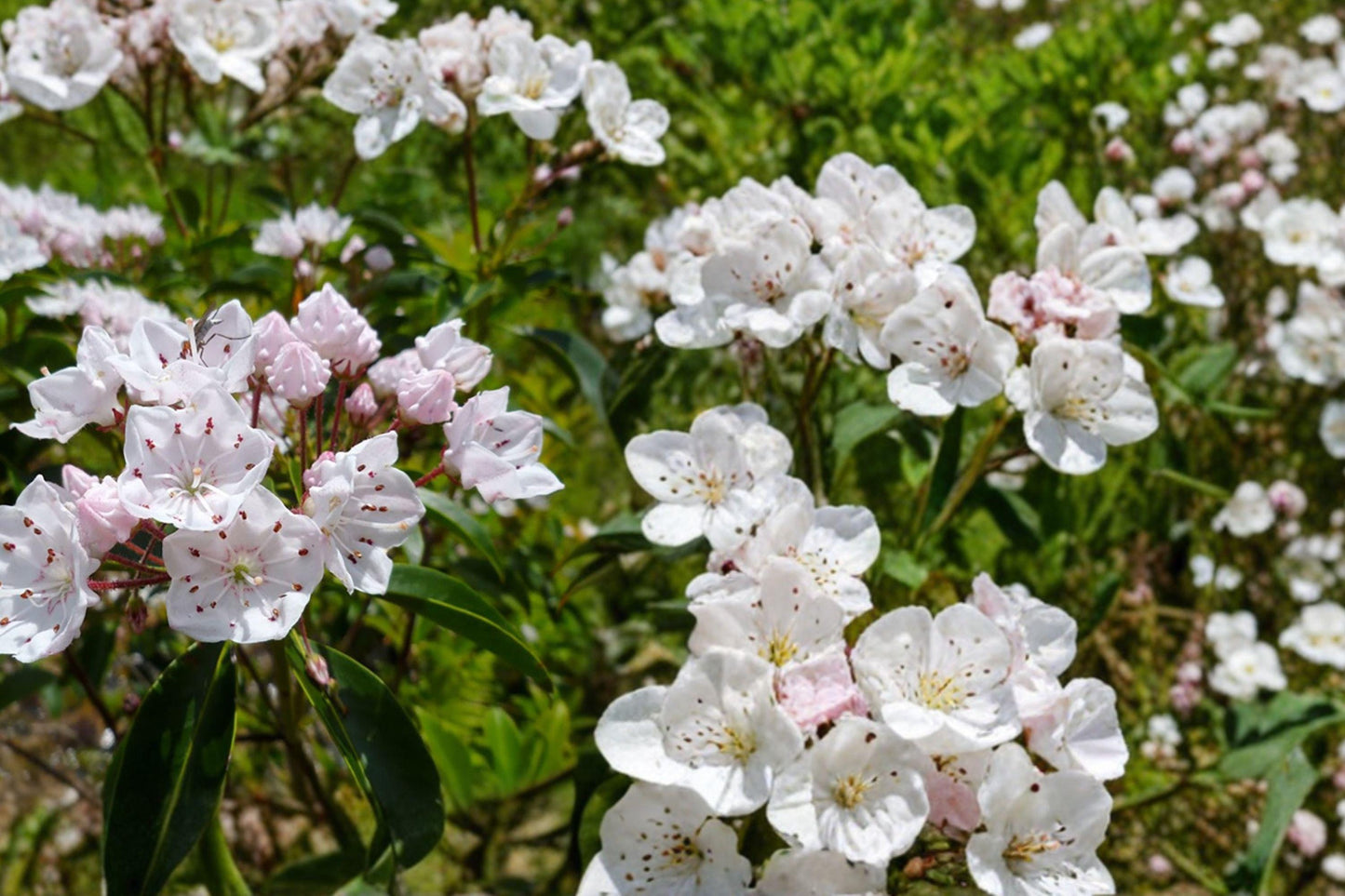 Pink Mountain Laurel Bare Root Plant – Kalmia latifolia, 1 Ft+ Hardy Evergreen Shrub for Shade Gardens