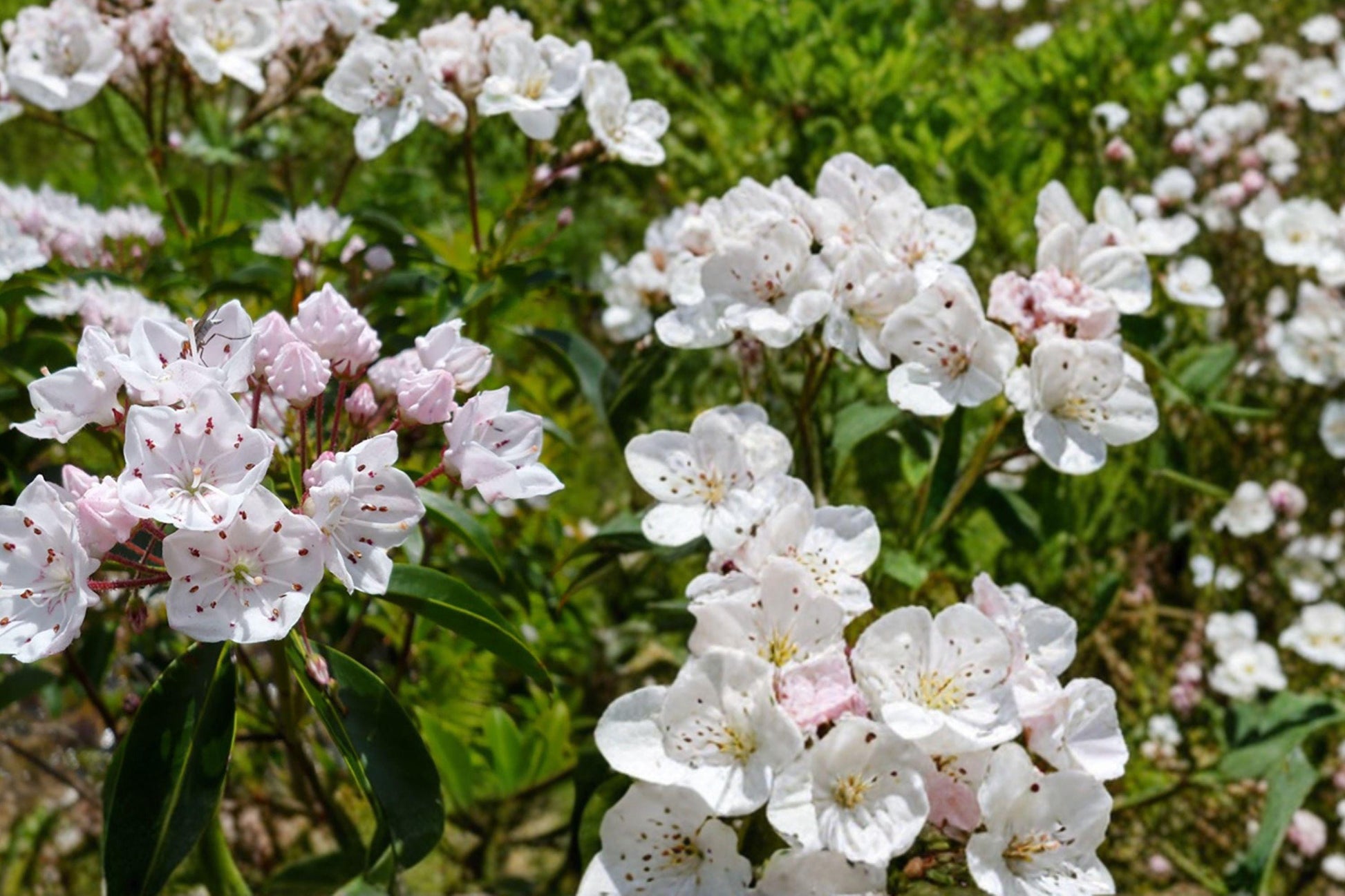 Pink Mountain Laurel Bare Root Plant – Kalmia latifolia, 1 Ft+ Hardy Evergreen Shrub for Shade Gardens