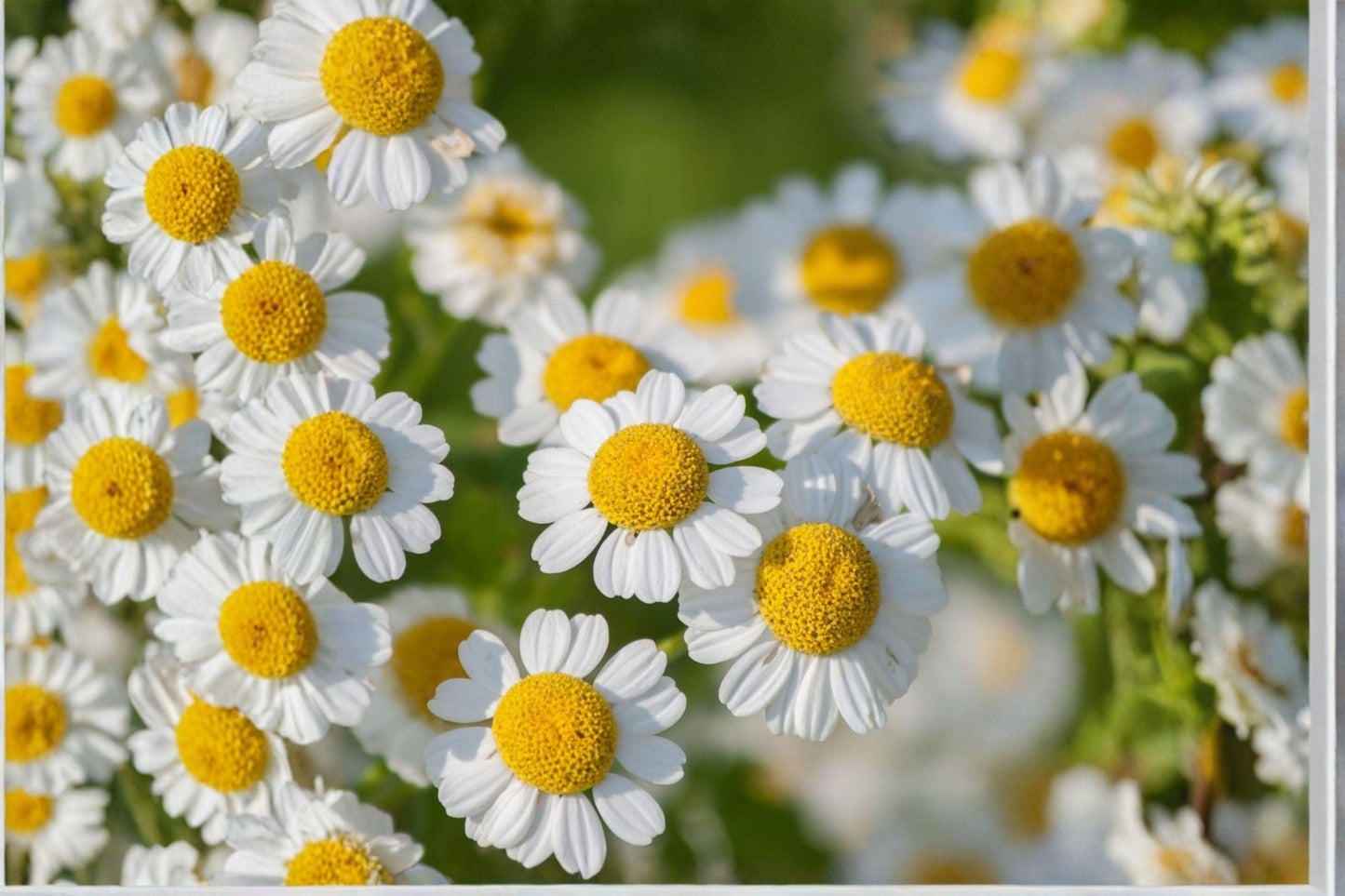creeping daisy seeds, chrysanthemum groundcover, white flower seeds, low-growing annuals, pollinator friendly plants, border flower seeds, rock garden plants, container flowers, cottage garden plants, flowering groundcover, spring summer blooms, easy care garden seeds, bright white daisies