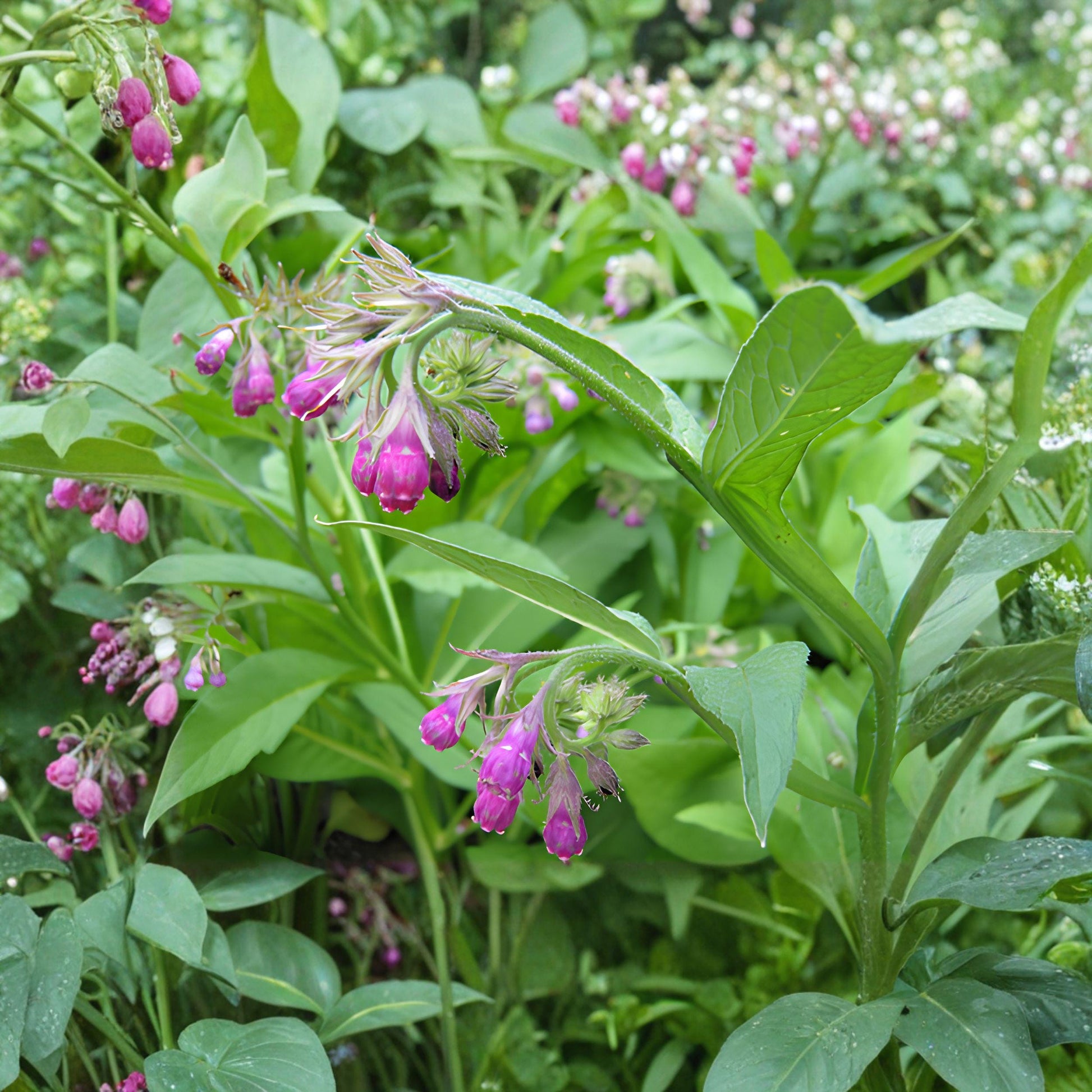 Russian Comfrey Root Cuttings Live Bocking Variety Perennial Herb for Organic Gardens