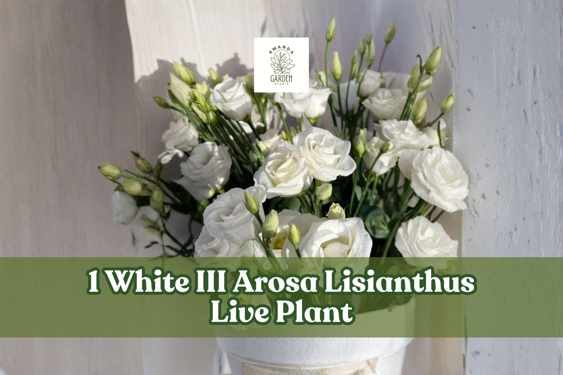 White Lisianthus Live Plant Plug – Eustoma grandiflorum, Arosa Series, White III, Flowering Starter Plant