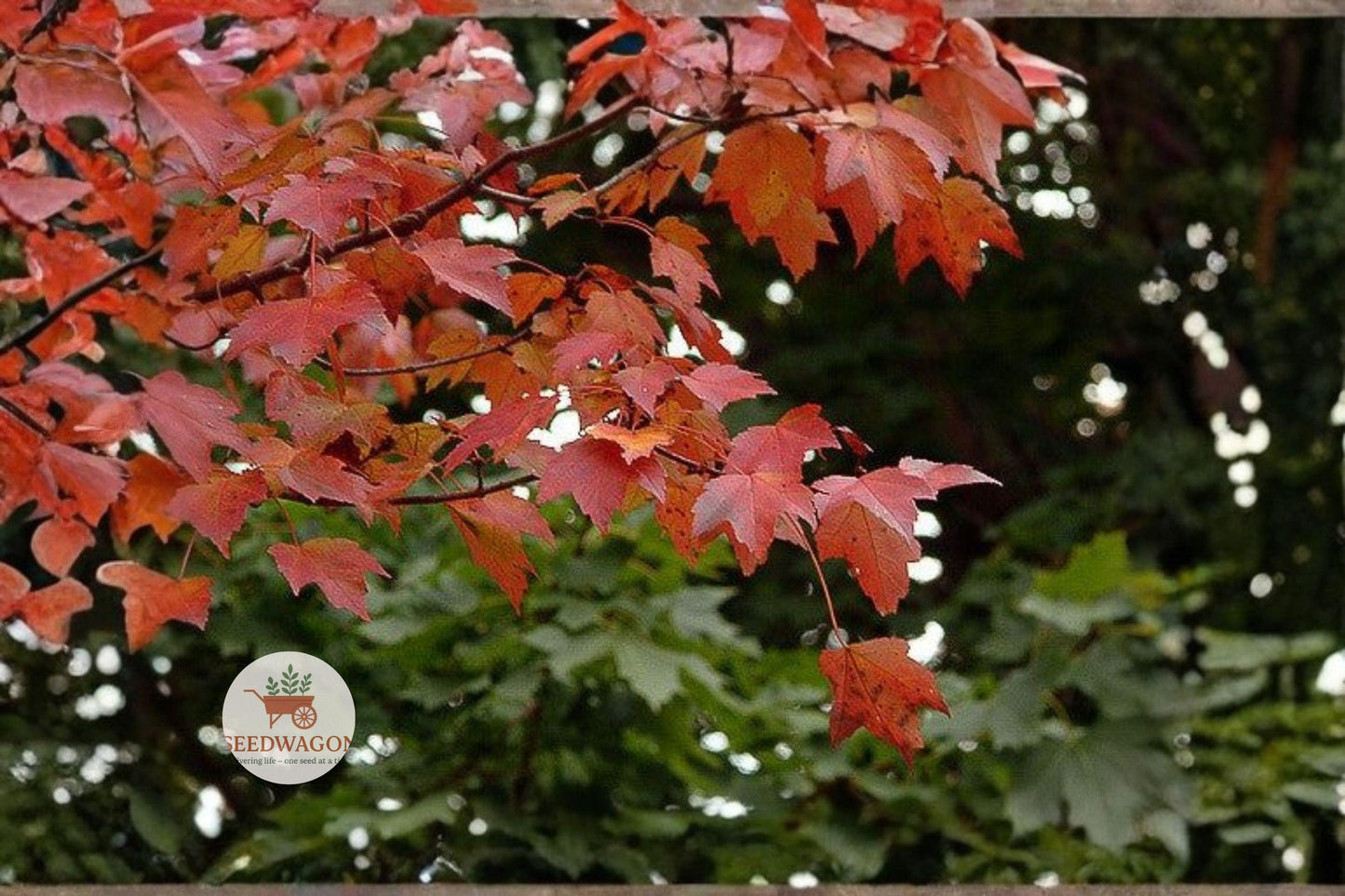 red maple seeds, Acer rubrum seedlings, fall color tree, native shade tree, bonsai maple seeds, fast growing tree seeds, ornamental street tree, cold hardy maple, autumn foliage seeds, deciduous landscape tree, red spring flowers, urban tree seeds, vibrant fall color